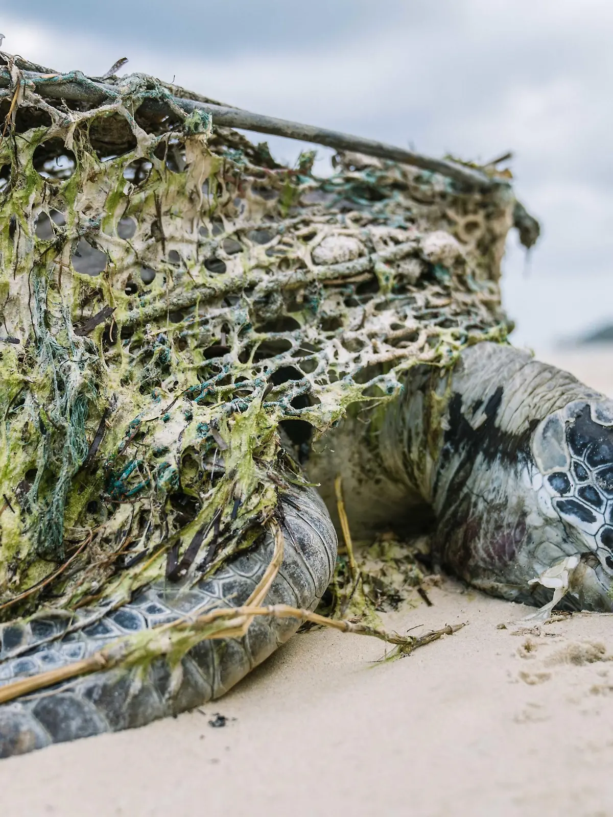 Diese Schildkröte ist qualvoll in einem Fischernetz verendet.