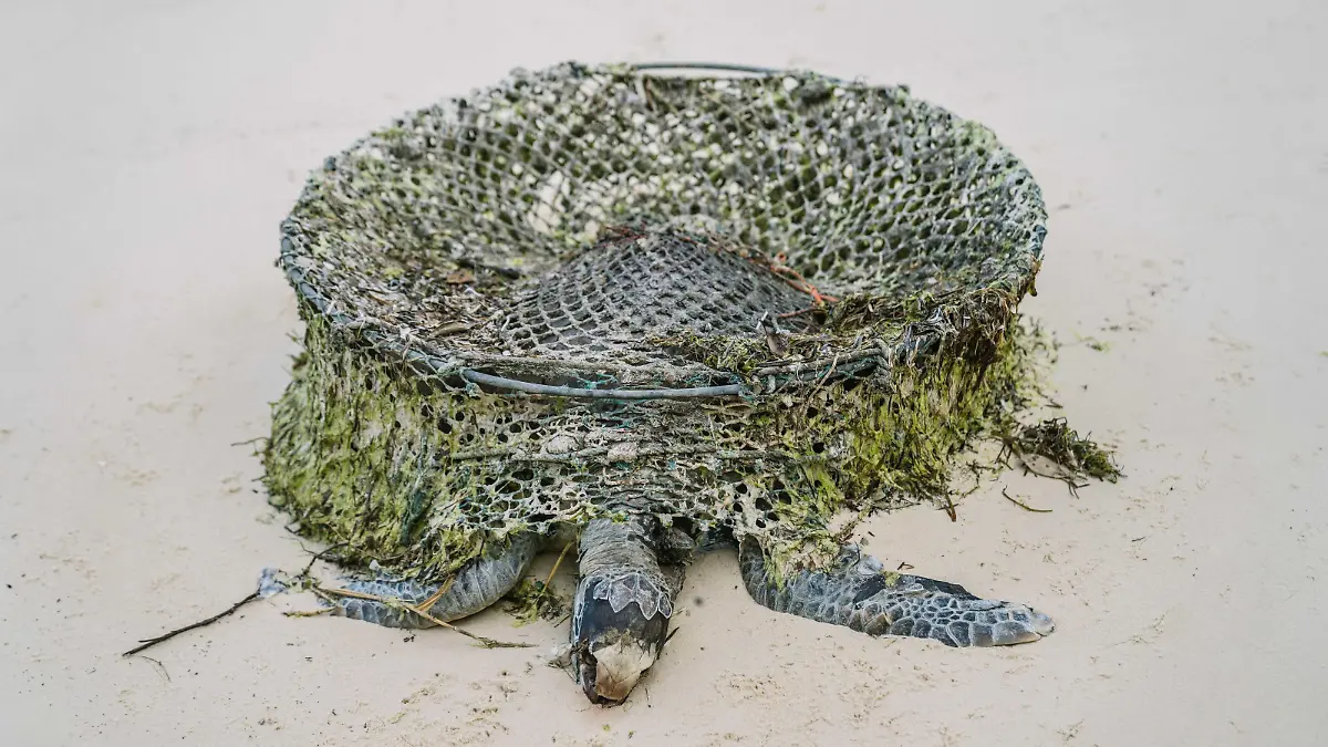 In ihrem Gefängnis kämpfte sich die Schildkröte bis zur Erschöpfung.