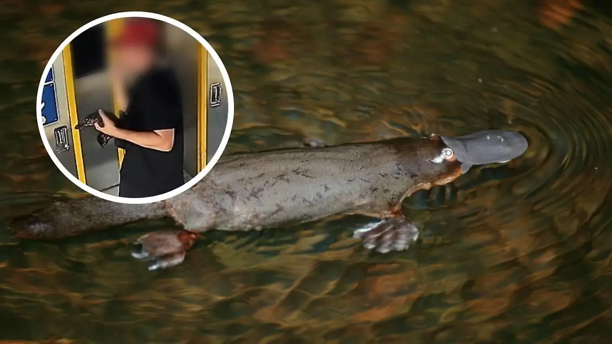 Das Schnabeltier wurde an der australischen Ostküste entführt.