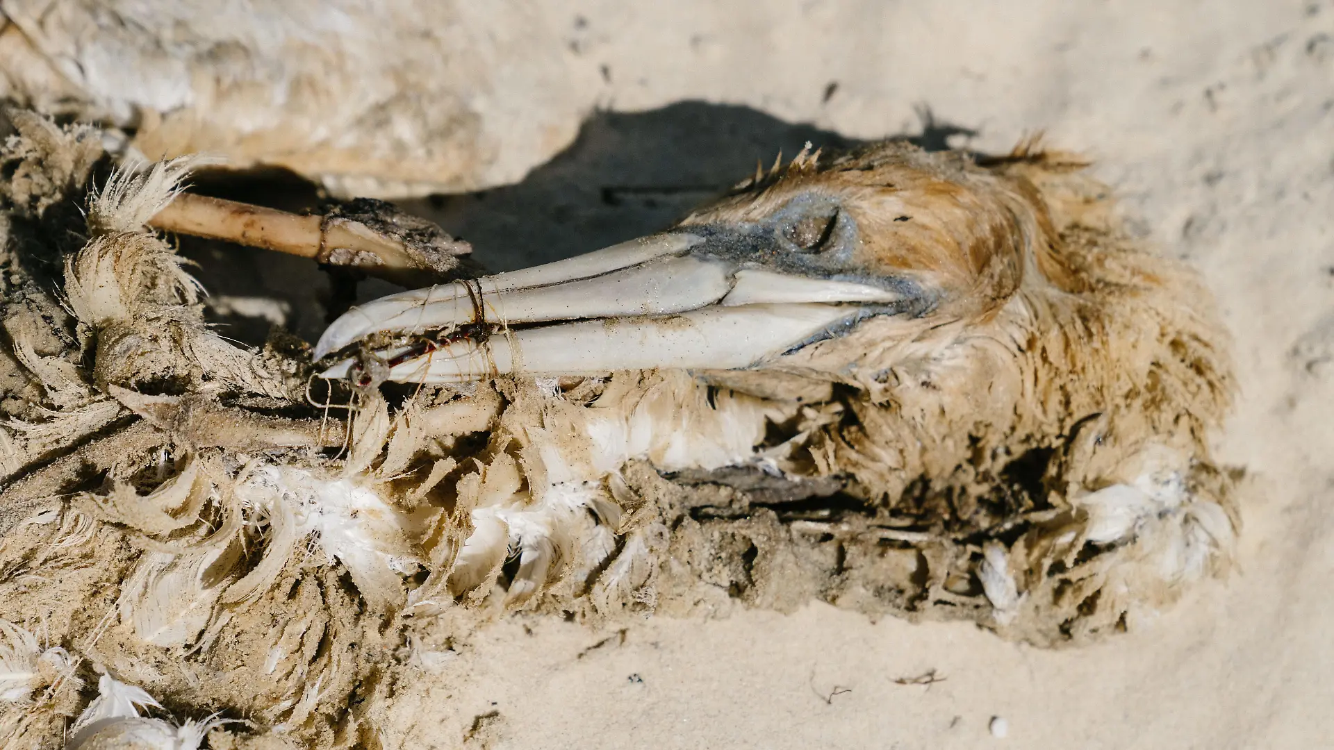 Auch diesen toten Kormoran fanden die Tierschützer an dem Strand.