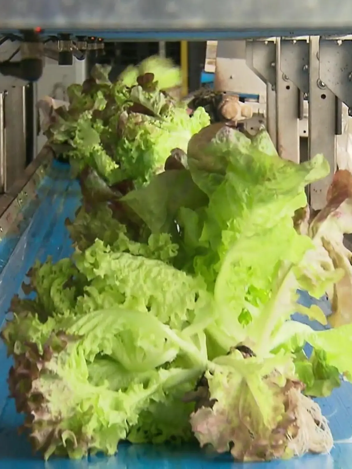 Bild zu: "Salat auf Knopfdruck"