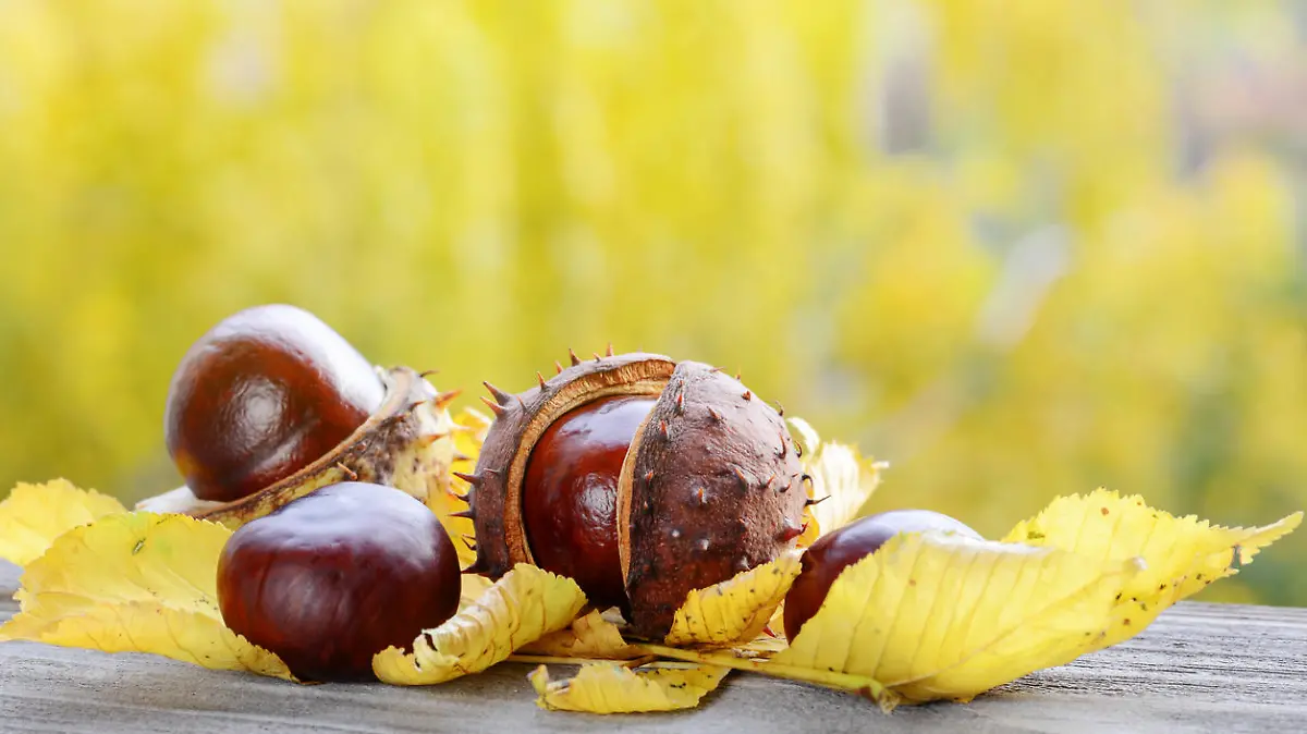 Rosskastanien sind tolle Helfer im Haushalt und beim Beauty-Ritual