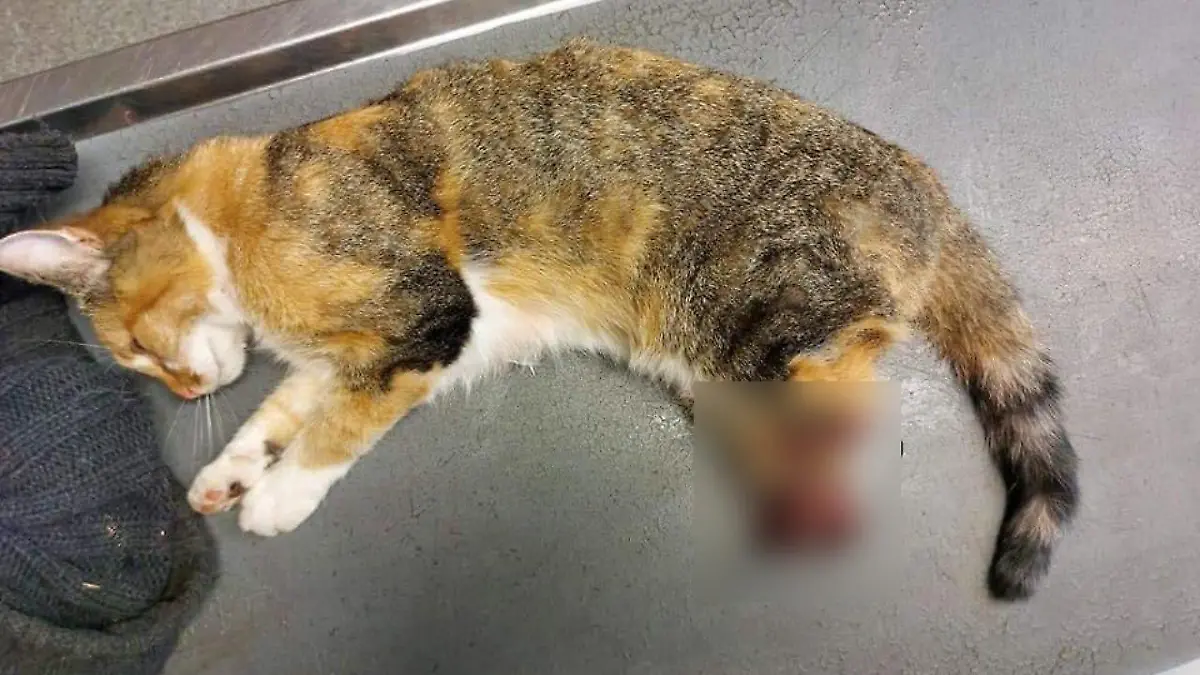 Unbekannte hacken dieser Katze die Hinterbeine ab