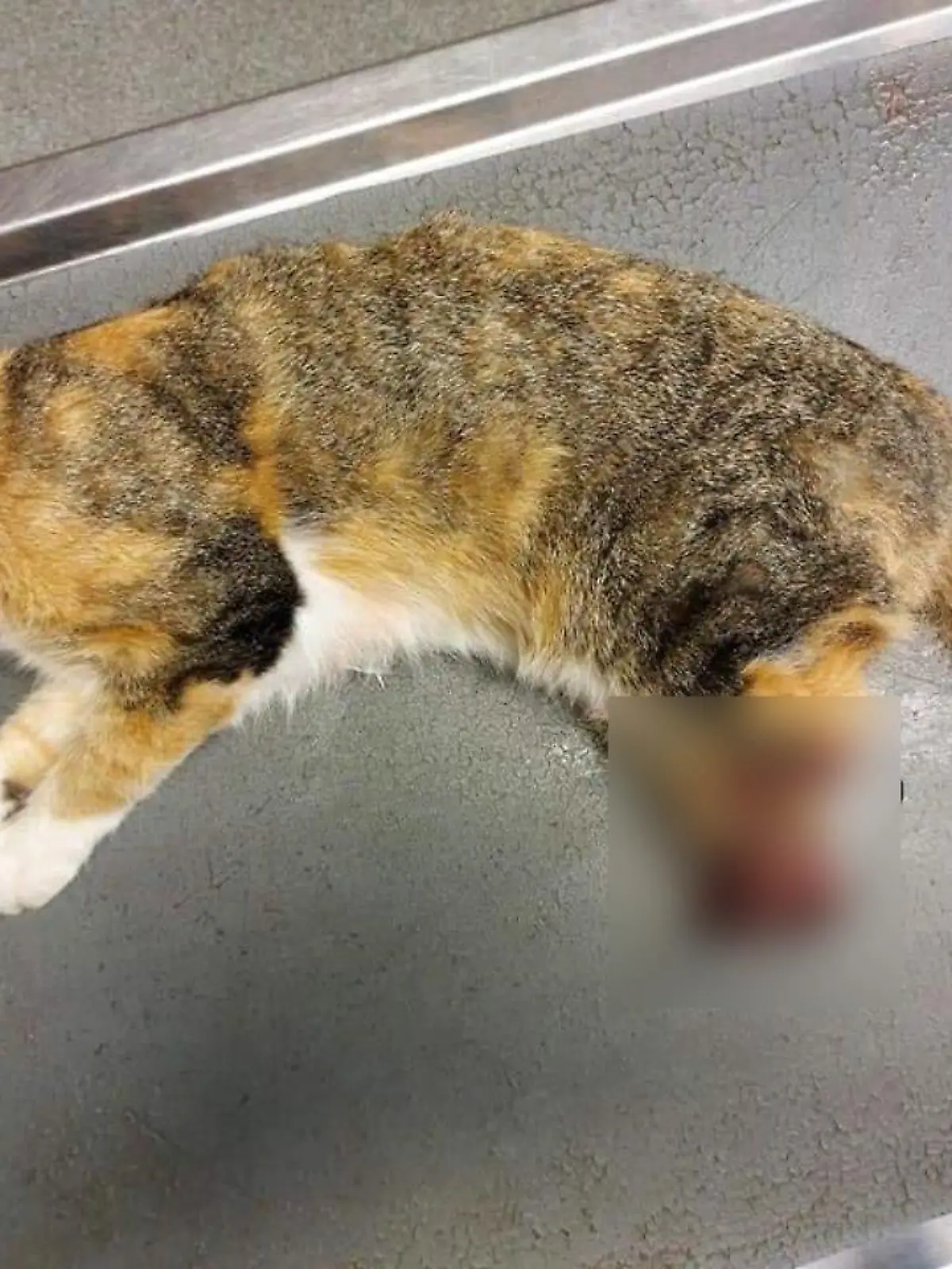 Unbekannte hacken dieser Katze die Hinterbeine ab