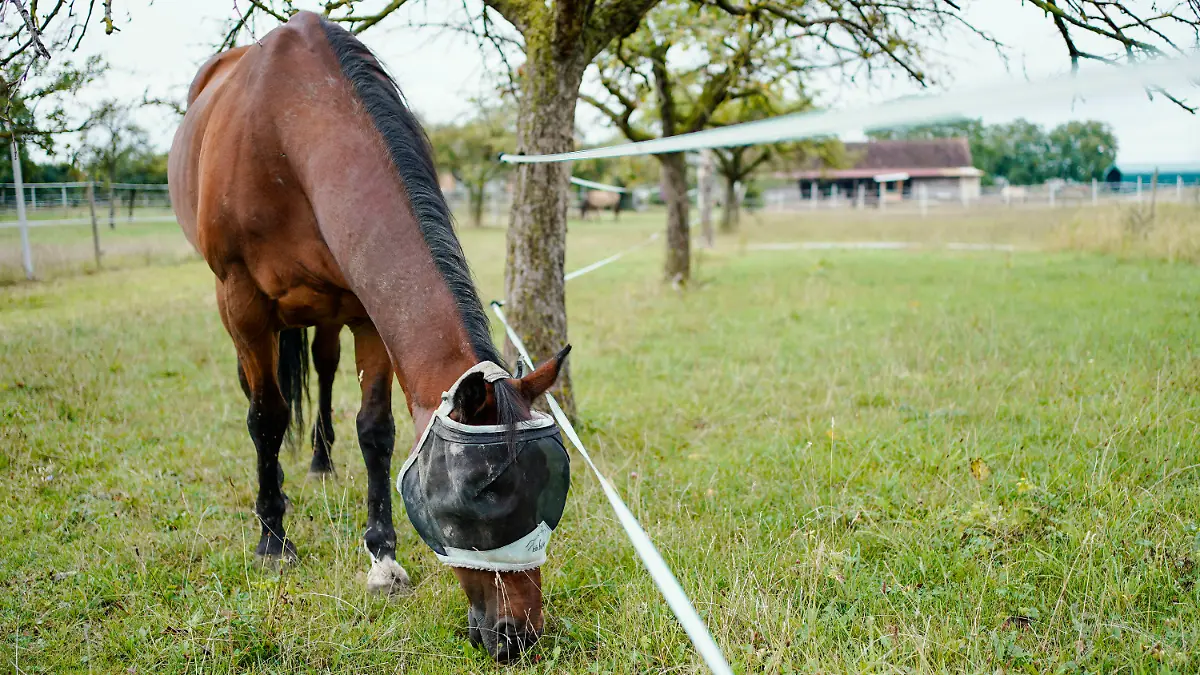 31.08.2020, Baden-Württemberg, -: Ein Pferd steht auf der Weide eines Pferdehofes im Raum Heidelberg. Seit einigen Wochen beschäftigen Fälle von Tierquälerei, bei denen Pferde verletzt wurden, die Polizei im Rhein-Neckar-Kreis. Es wurde eigens eine Ermittlungsgruppe eingesetzt. Foto: Uwe Anspach/dpa +++ dpa-Bildfunk +++