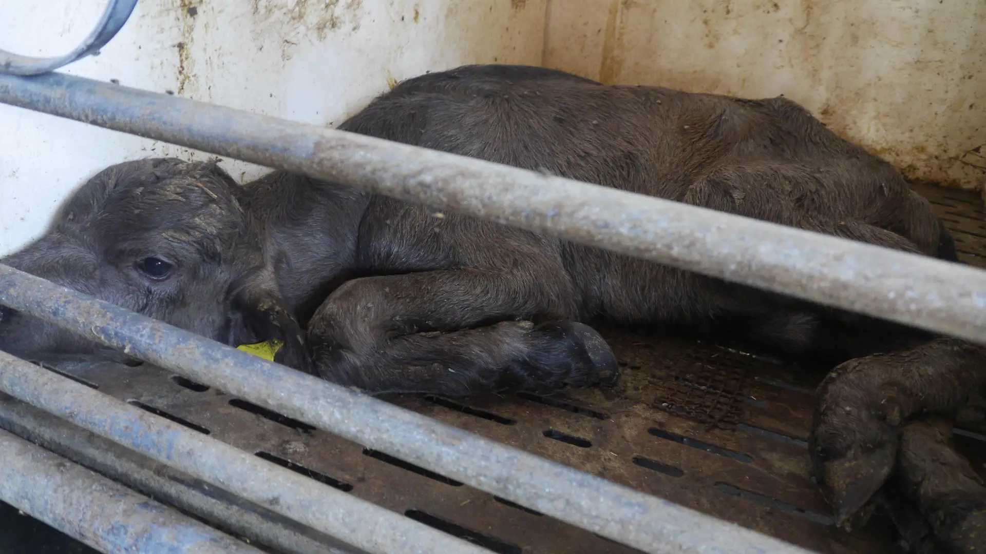 Männliches Kälbchen auf Büffelfarm