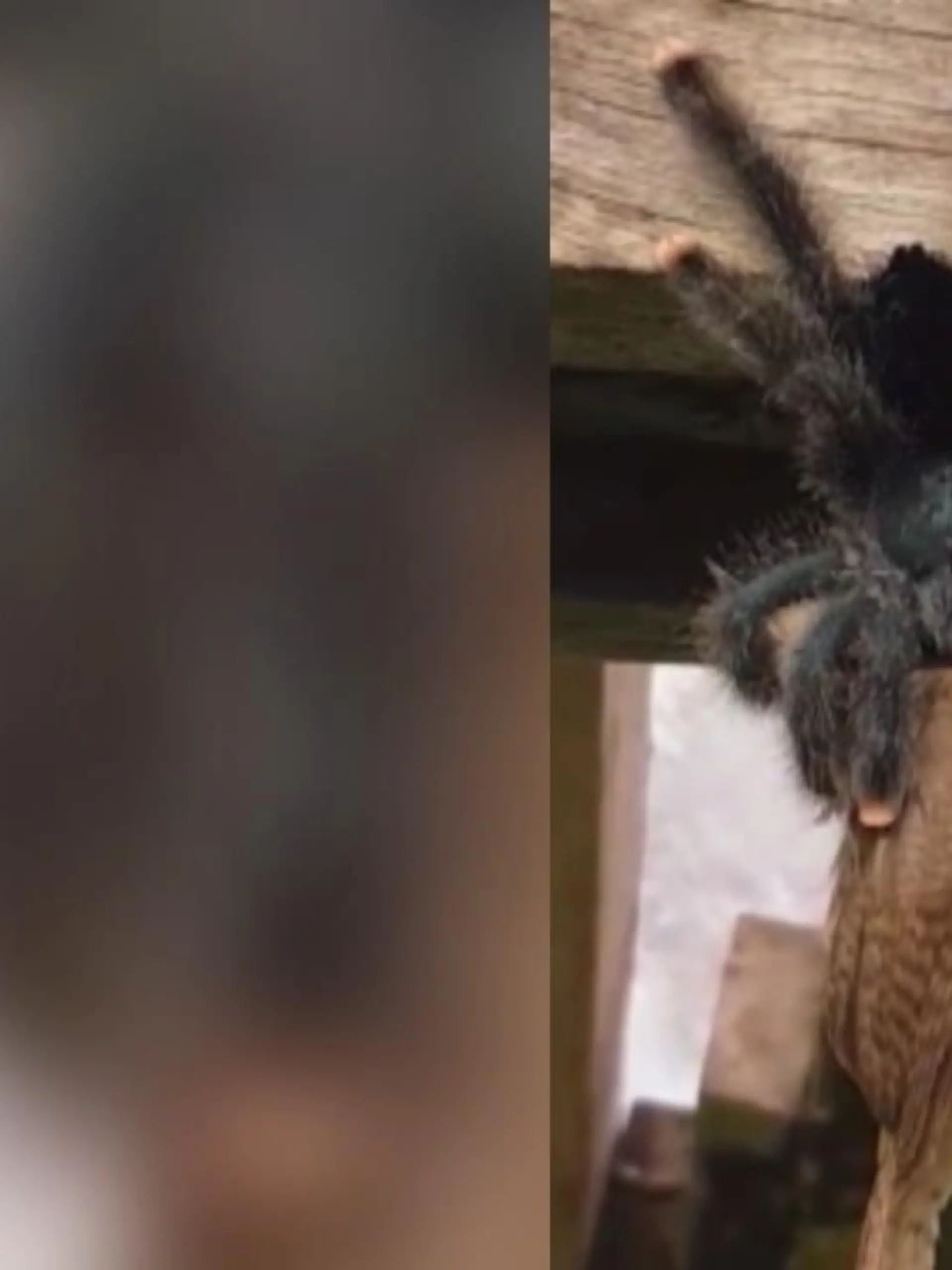 Bild zu: "Spinne verspeist ganzen Vogel"