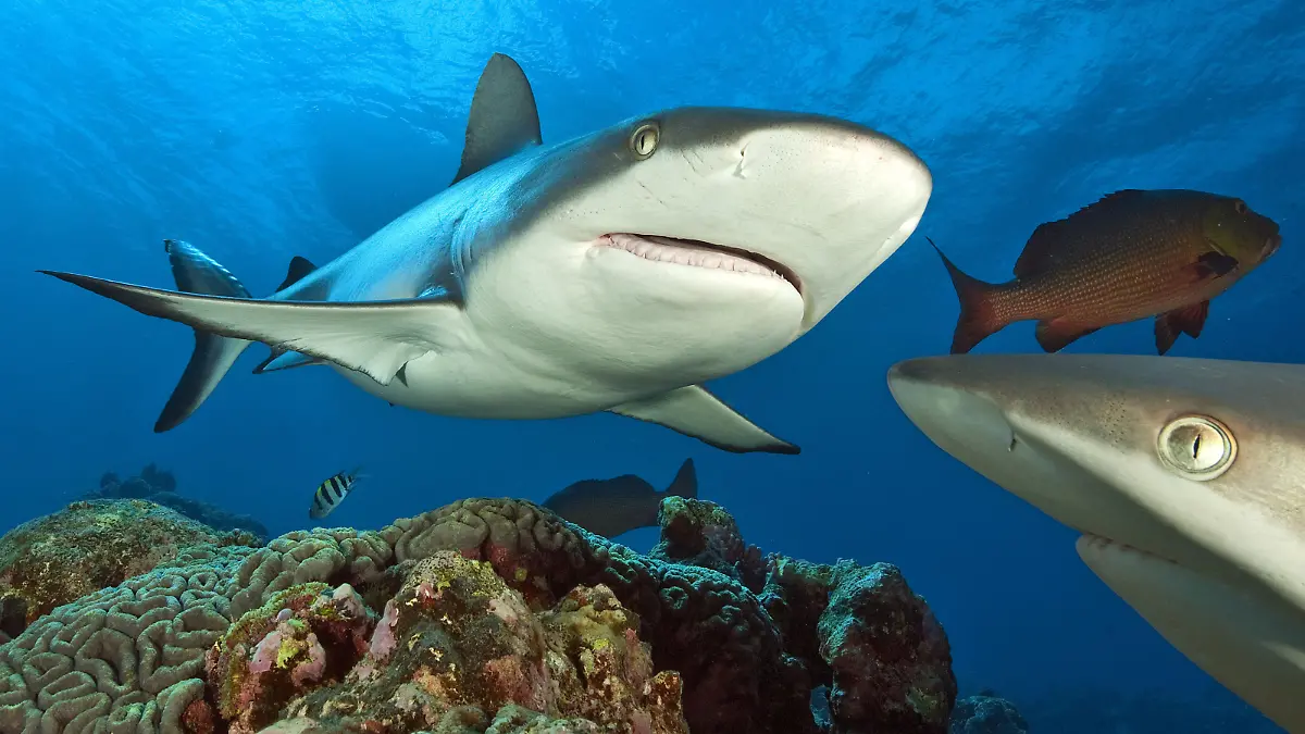 Grauer Riffhai, Pazifik, Indischer Ozean, Ozeanien, Rotes Meer, Mikronesien / (Carcharhinus amblyrhynchos) | Verwendung weltweit