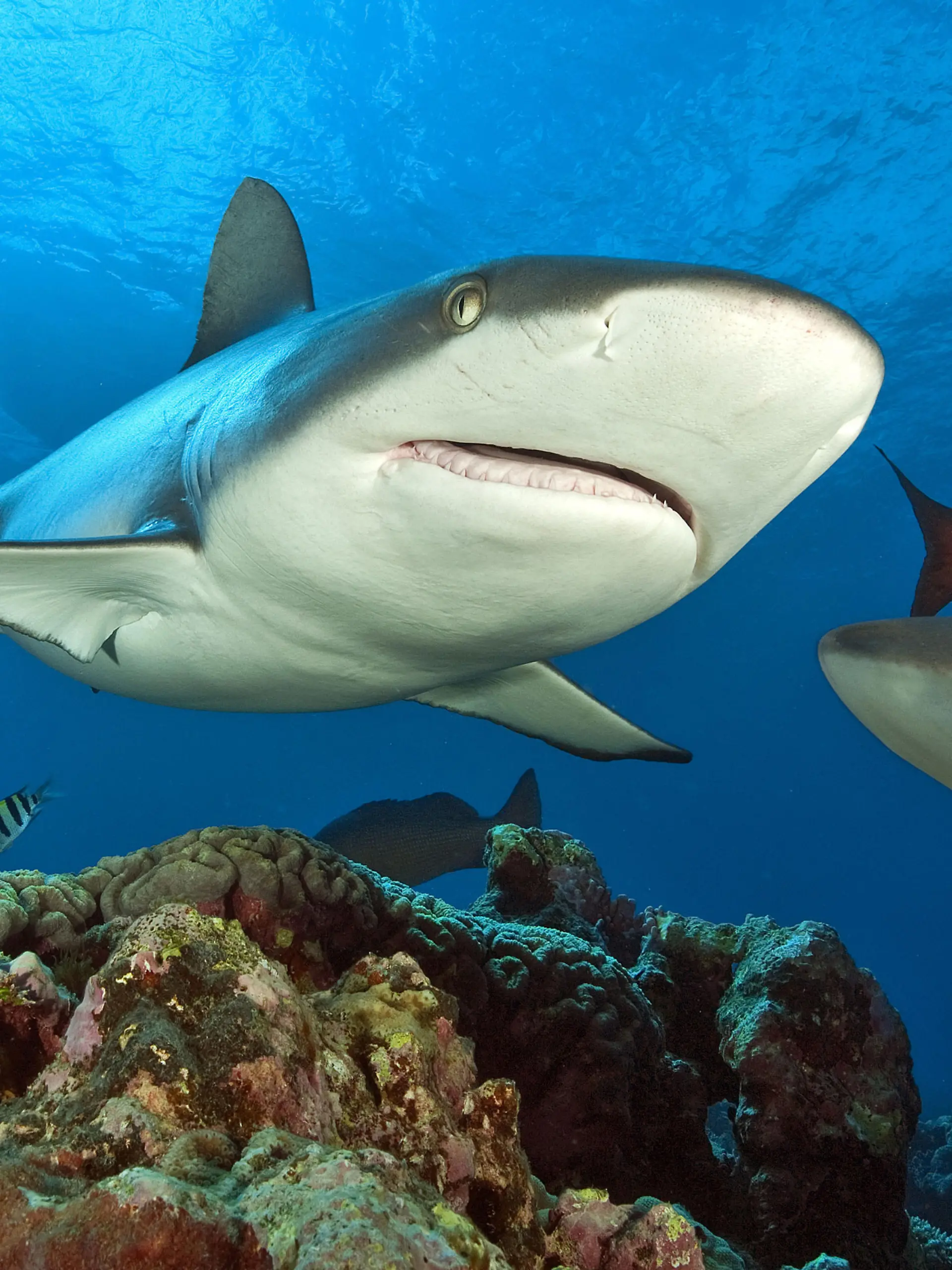 Grauer Riffhai, Pazifik, Indischer Ozean, Ozeanien, Rotes Meer, Mikronesien / (Carcharhinus amblyrhynchos) | Verwendung weltweit
