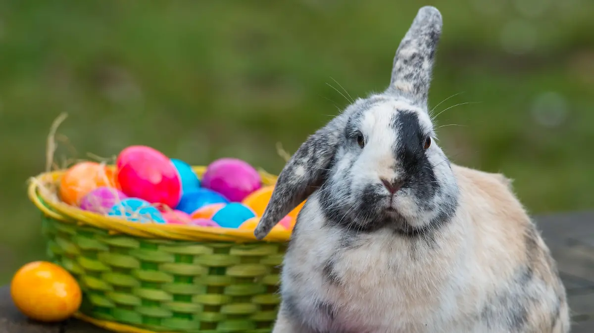 ILLUSTRATION: Ein Zwergkaninchen sitzt neben einem Korb voller bunt gefärbter Ostereier in Sieversdorf im Landkreis Oder-Spree (Brandenburg), fotografiert am 29.03.2015. Foto: Patrick Pleul
