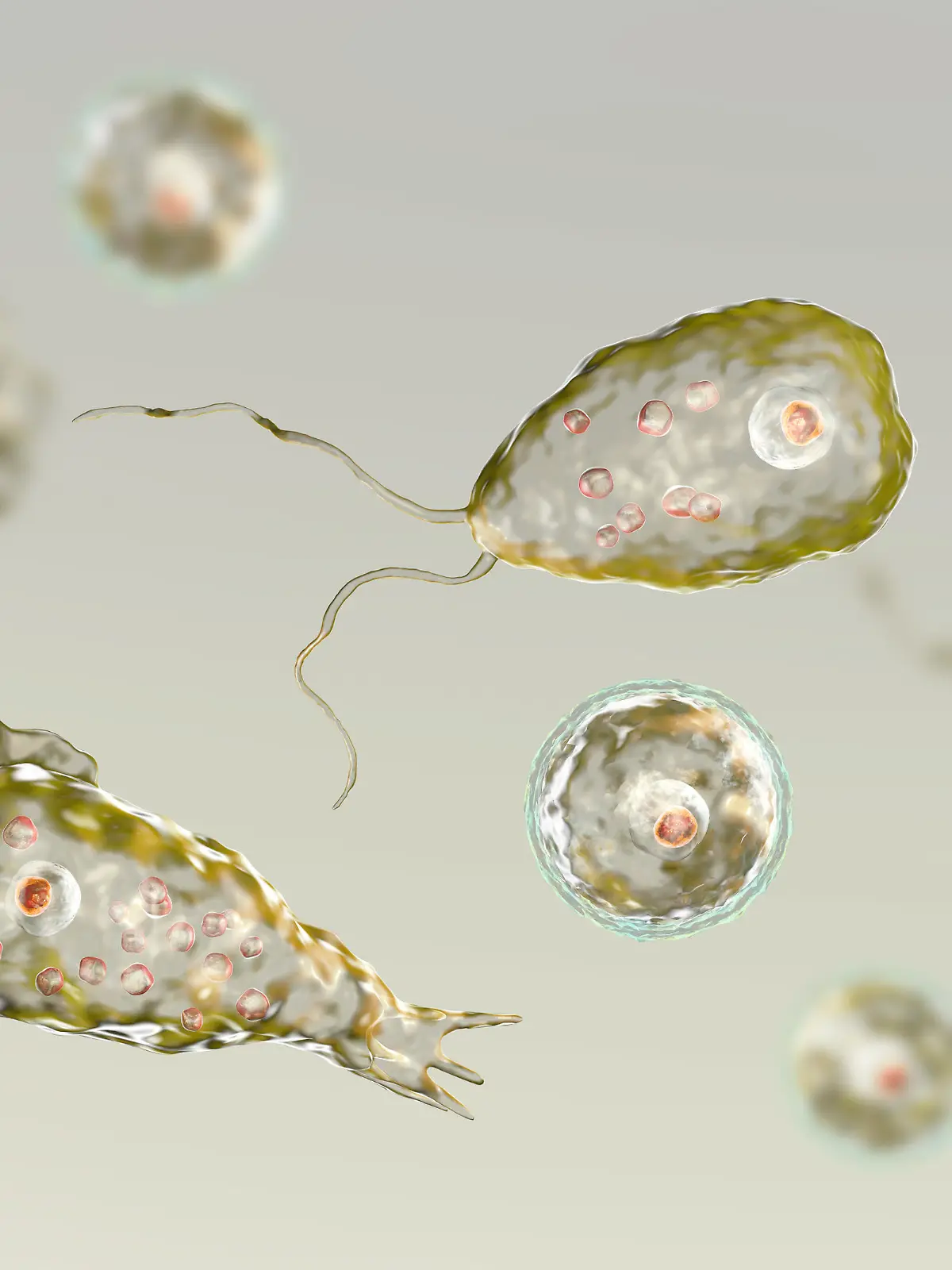 Naegleria fowleri