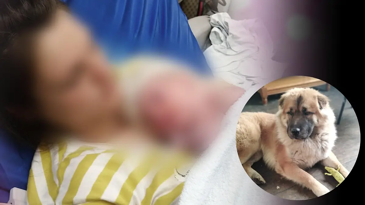 Familienhund Teddy soll ein 12 Tage altes Baby totgebissen haben.