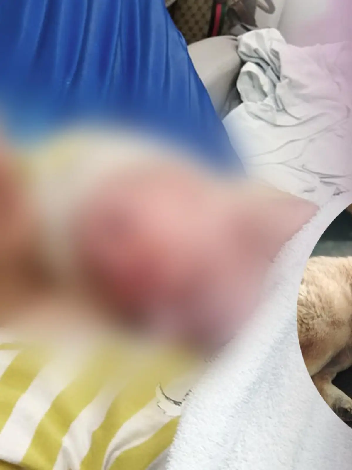 Familienhund Teddy soll ein 12 Tage altes Baby totgebissen haben.