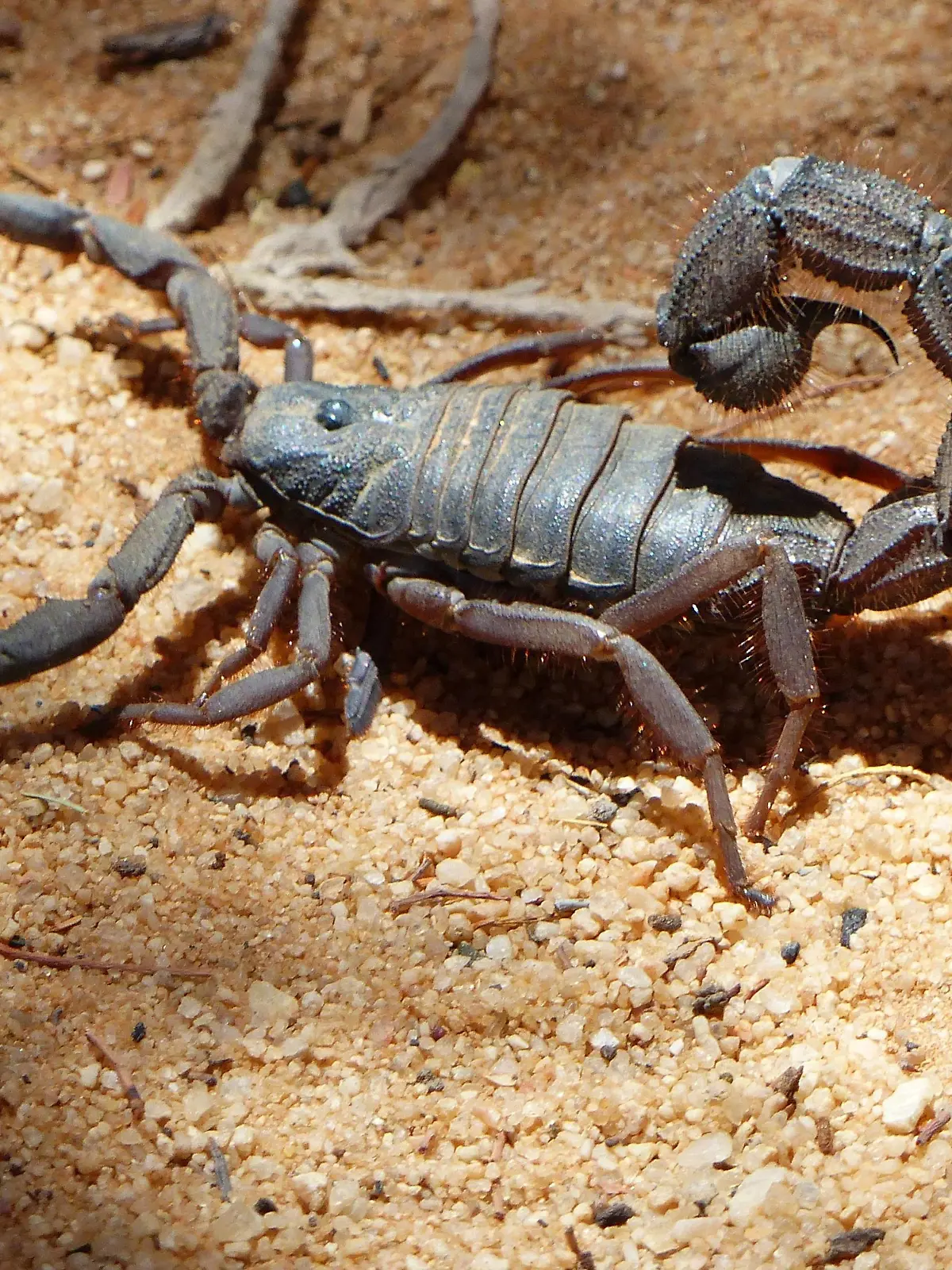 Skorpion auf Sandboden, Scorpiones | Verwendung weltweit