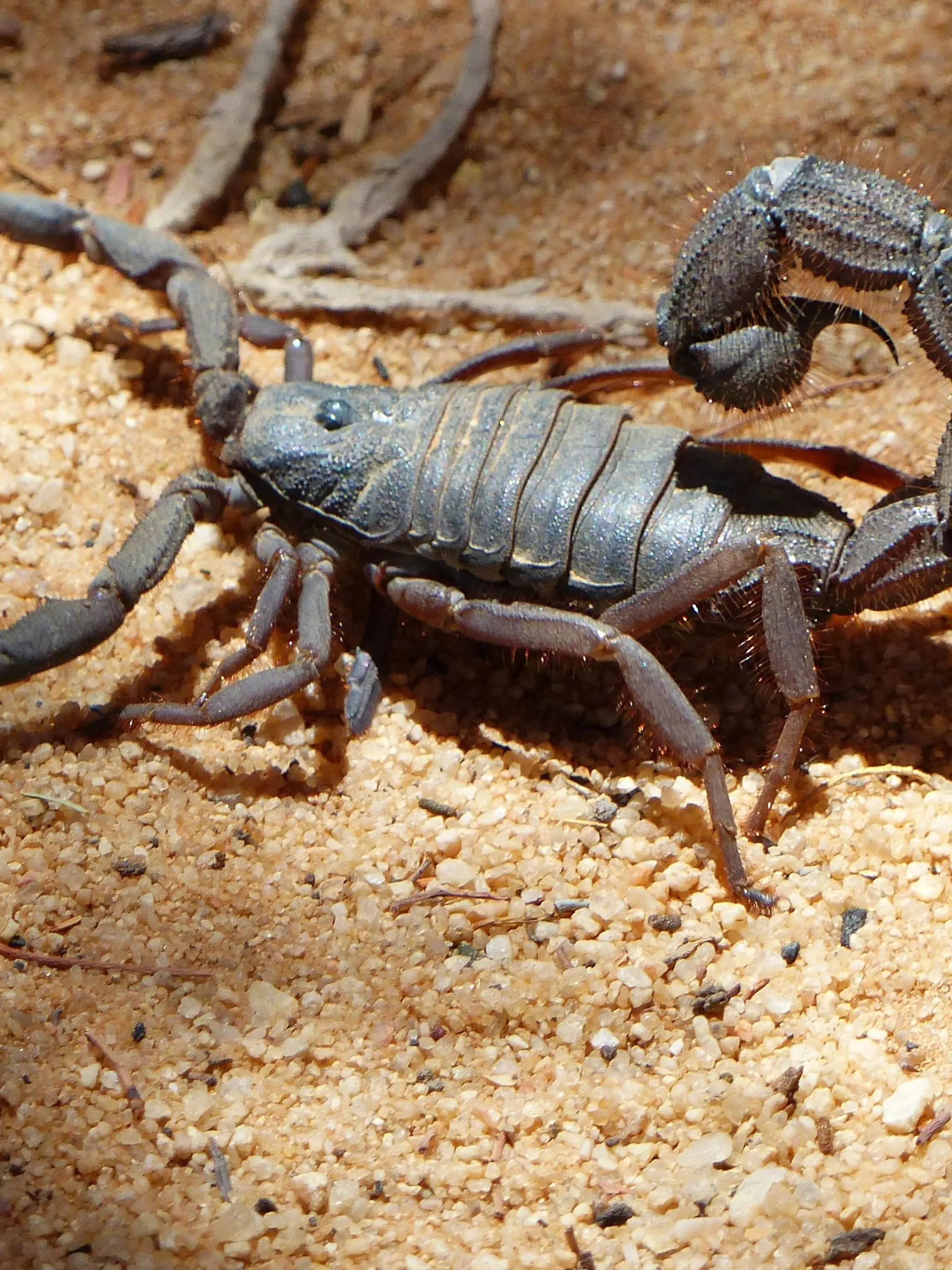Skorpion auf Sandboden, Scorpiones | Verwendung weltweit