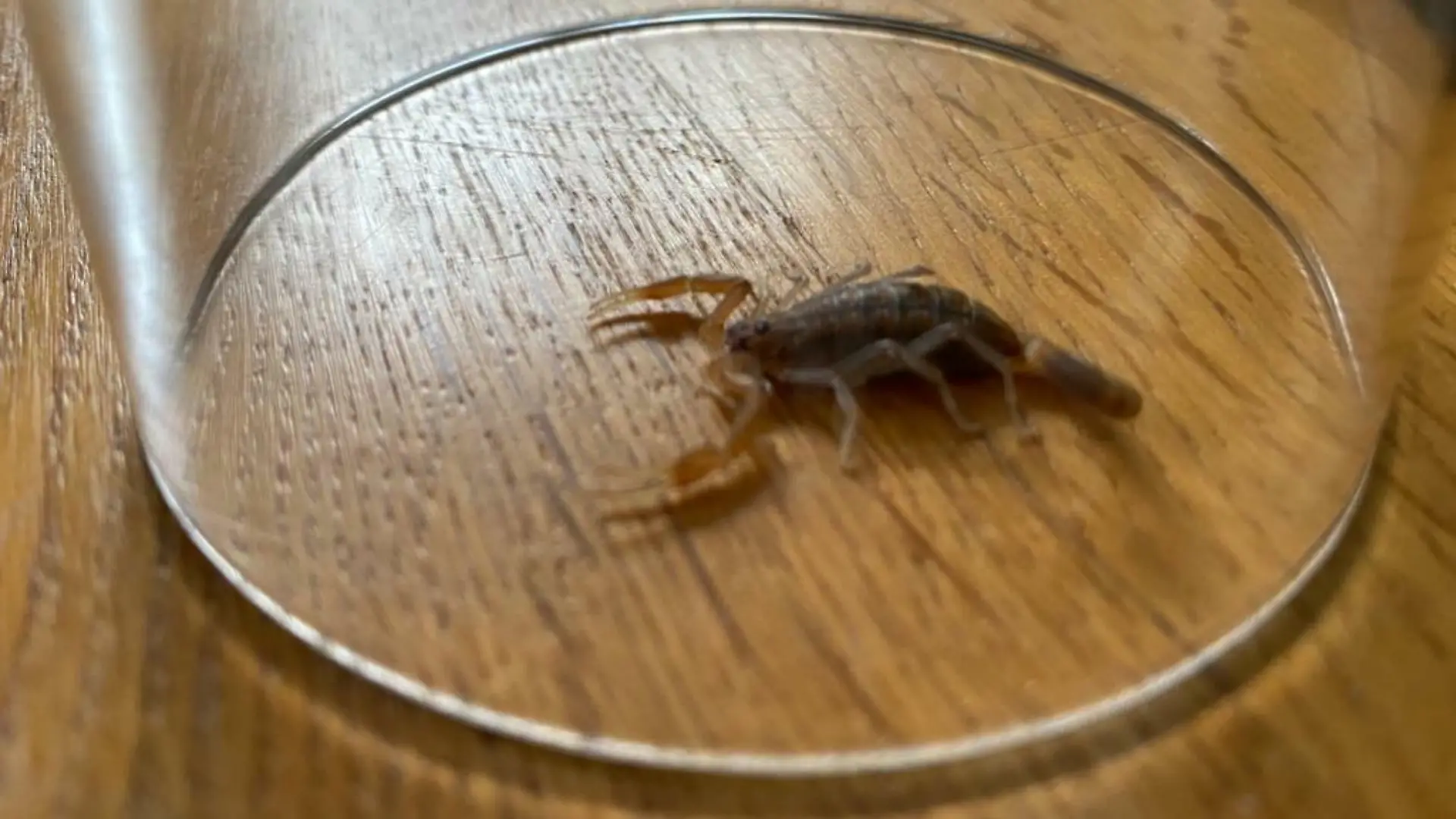 HANDOUT - 13.01.2020, Nordrhein-Westfalen, Köln: Auf einem Tisch sitz ein Skorpion unter einem umgestülpten Glas. Nach einem Urlaub in Namibia hat ein Ehepaar den für Menschen nicht lebensgefährlich giftigen Skorpion in seinem Gepäck entdeckt. Die alarmierte Feuerwehr nahm das Tier mit und brachte es in die Auffangstation im Tierpark Brügge. Foto: -/Feuerwehr Köln/dpa - ACHTUNG: Nur zur redaktionellen Verwendung im Zusammenhang mit der aktuellen Berichterstattung und nur mit vollständiger Nennung des vorstehenden Credits +++ dpa-Bildfunk +++