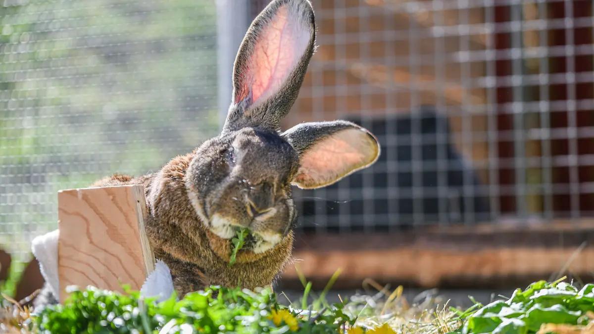 Hase Hot Wheels futtert in seinem Gehege im Tierheim Dreherhof. Hot Wheels leidet an einer Infektionskrankheit (Encephalitozoon cuniculi) und ist gelähmt. 