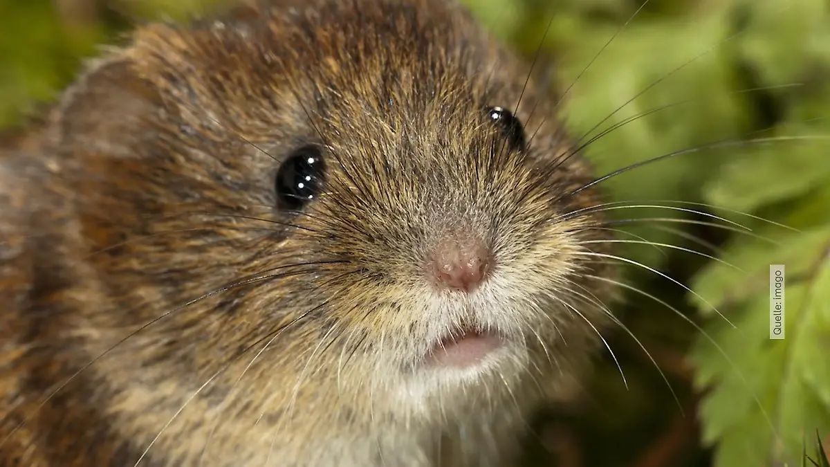 Hantavirus auf dem Vormarsch! Arzt klärt wichtigste Fragen Amt warnt vor Rötelmaus