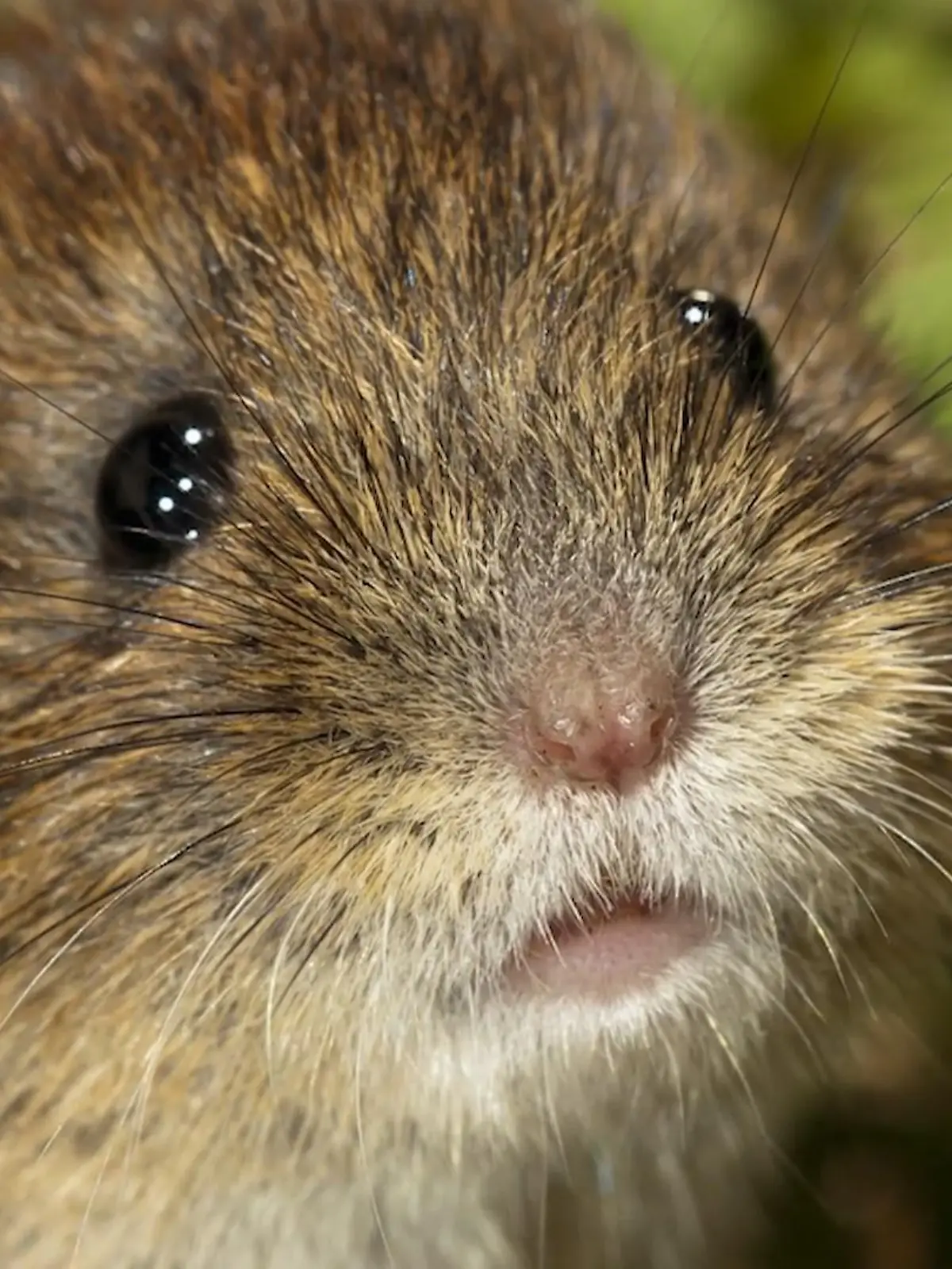 Bild zu: "Hantavirus auf dem Vormarsch! Arzt klärt wichtigste Fragen"