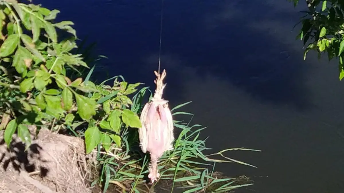 HANDOUT - 09.09.2020, Thüringen, Roßleben-Wiehe: Ein verendetes Huhn wird als Futterköder eingesetzt. (zu dpa «Hühnchen weg, Experte ran - Keine Entwarnung bei Unstrut-Krokodil») Foto: ---/Landratsamt Kyffhäuserkreis/dpa - ACHTUNG: Nur zur redaktionellen Verwendung im Zusammenhang mit der aktuellen Berichterstattung und nur mit vollständiger Nennung des vorstehenden Credits +++ dpa-Bildfunk +++