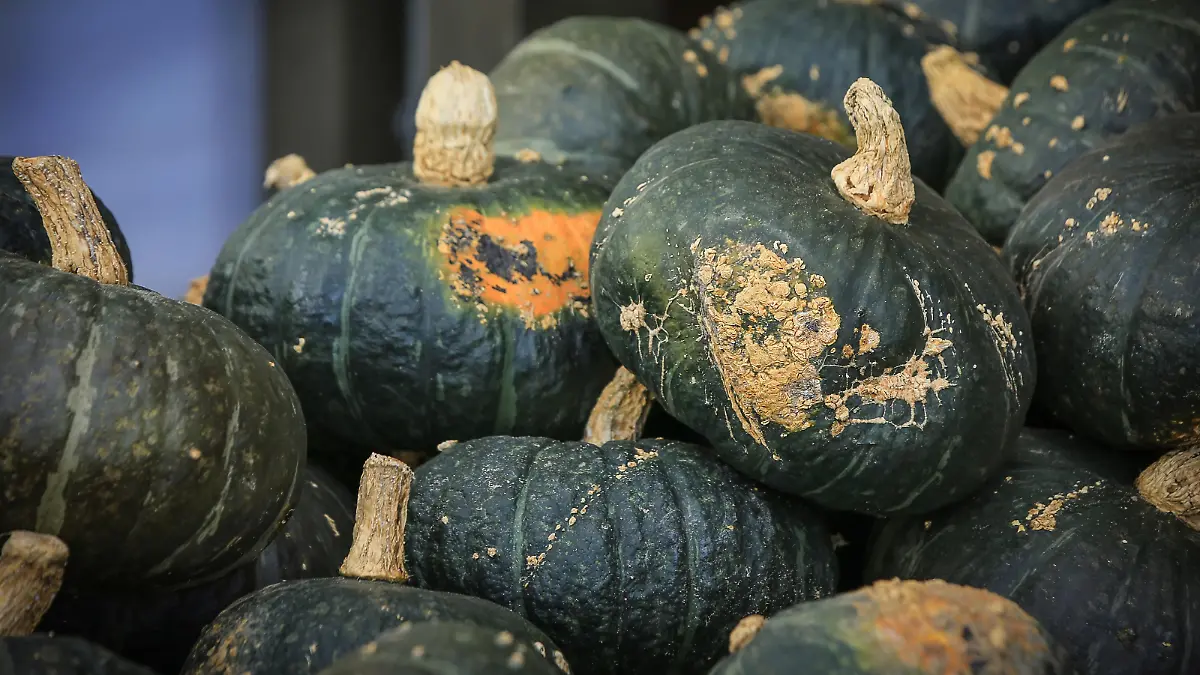 Kabocha Kürbis