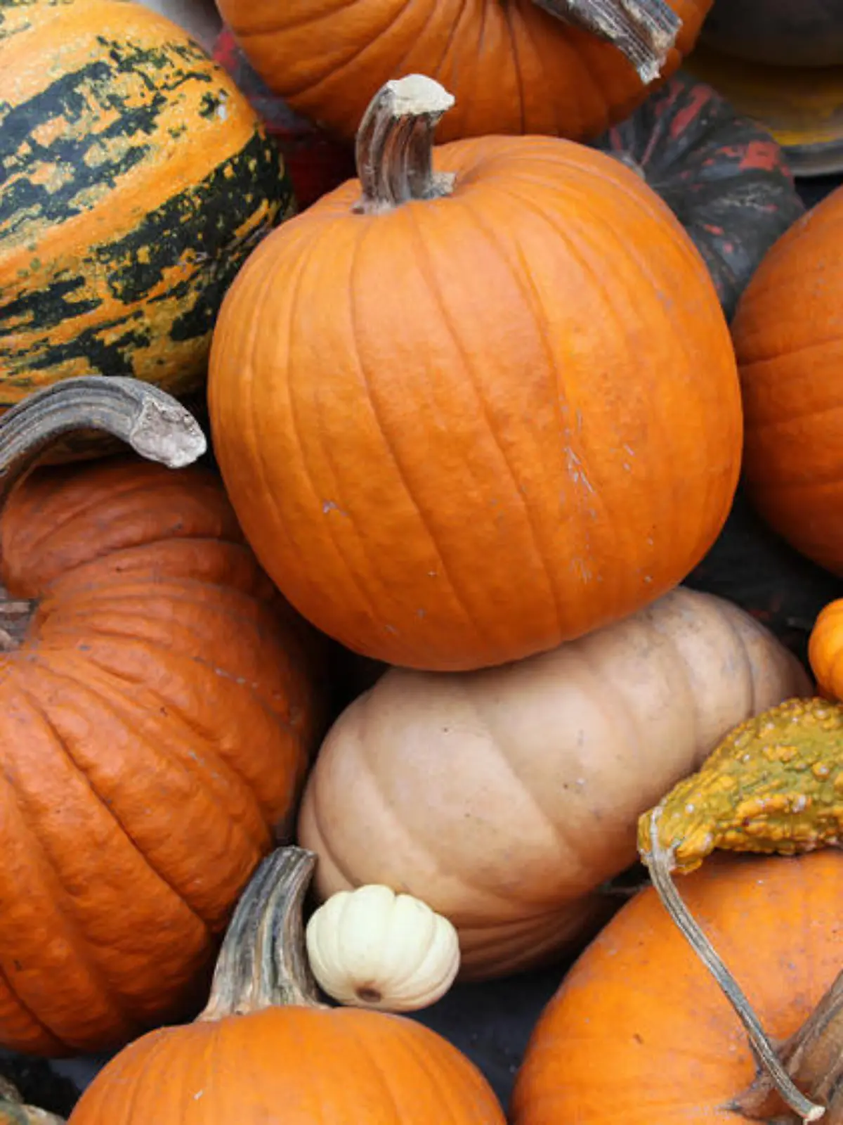Buntes Herbstgemüse: Die beliebtesten Kürbissorten im Überblick