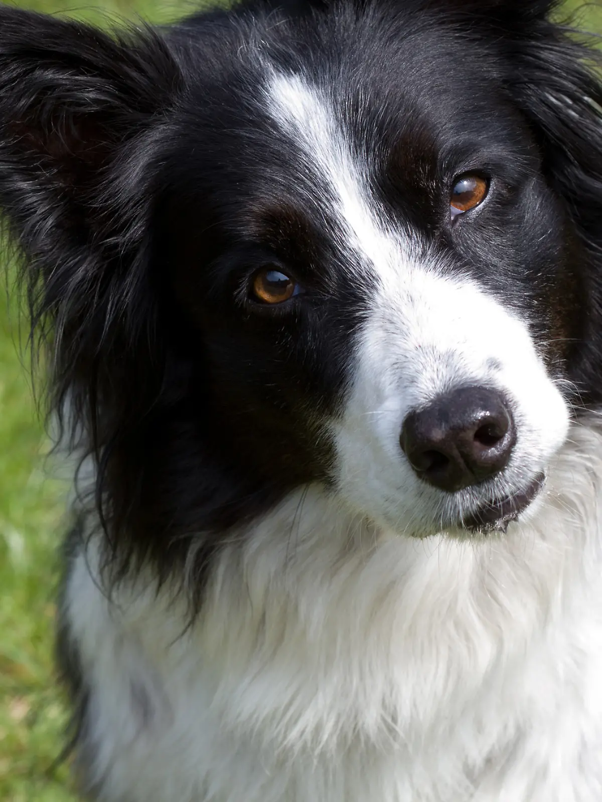 Eine Zecke wurde bei einem Hund entfernt. 