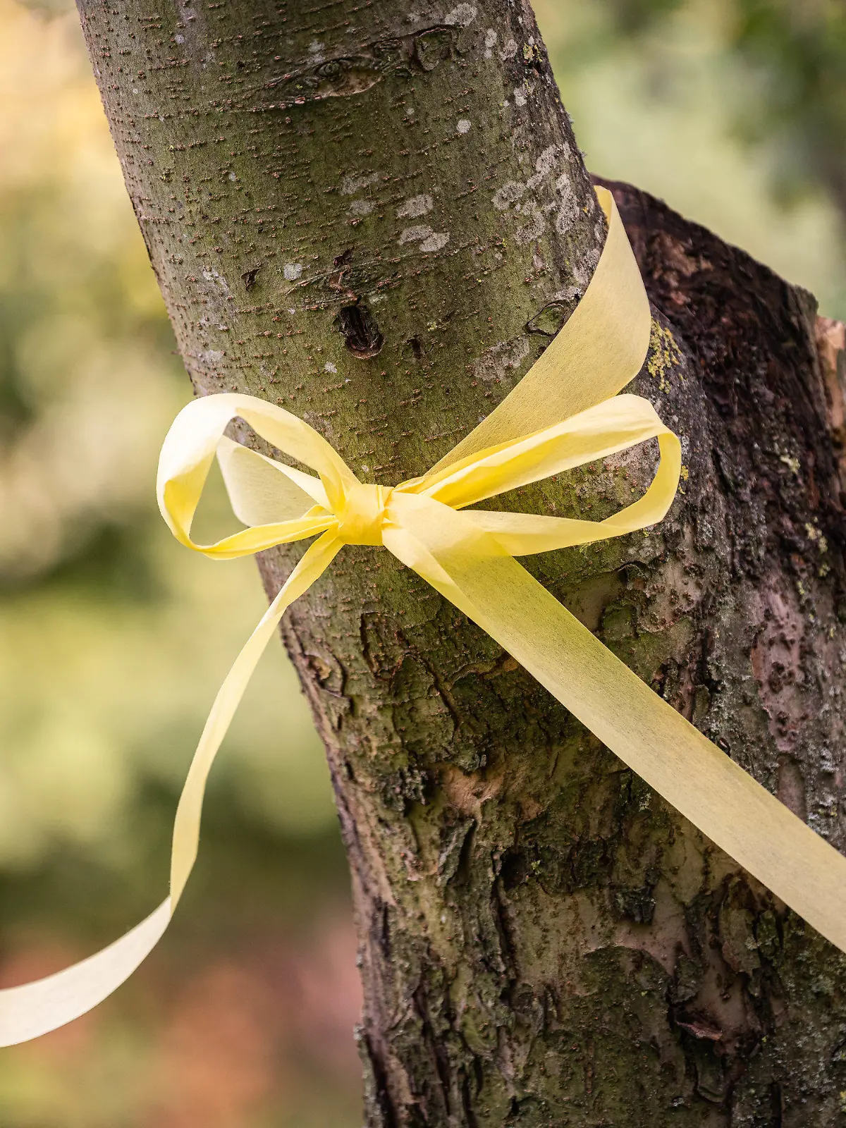 11.09.2020, Niedersachsen, Achternmeer: Das ·Gelbe Band· an einem Apfelbaum. Das Band am Baum soll darauf aufmerksam machen, dass das Obst von allen gepflückt und verspeist werden darf. Foto: Mohssen Assanimoghaddam/dpa +++ dpa-Bildfunk +++