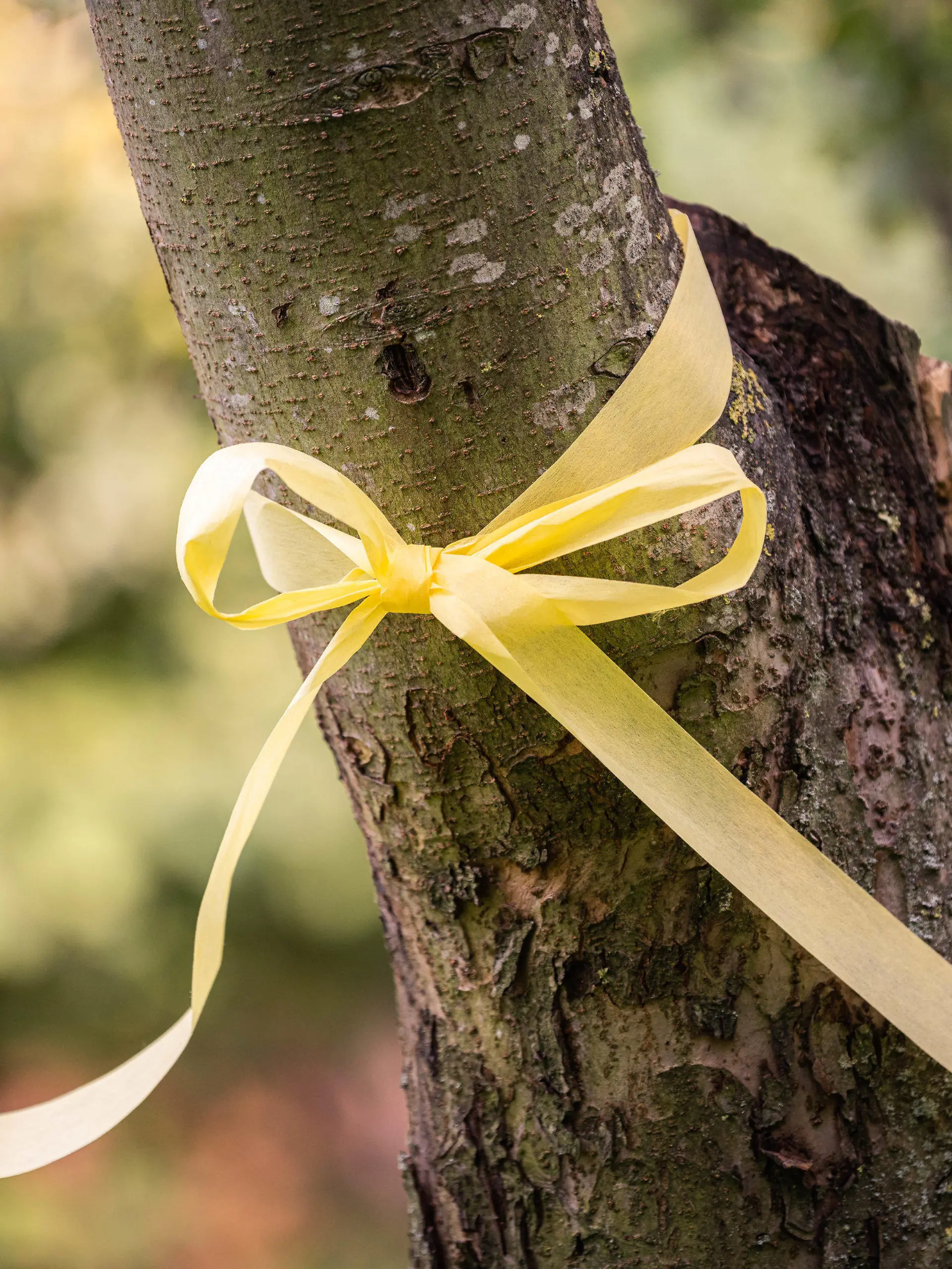 11.09.2020, Niedersachsen, Achternmeer: Das ·Gelbe Band· an einem Apfelbaum. Das Band am Baum soll darauf aufmerksam machen, dass das Obst von allen gepflückt und verspeist werden darf. Foto: Mohssen Assanimoghaddam/dpa +++ dpa-Bildfunk +++
