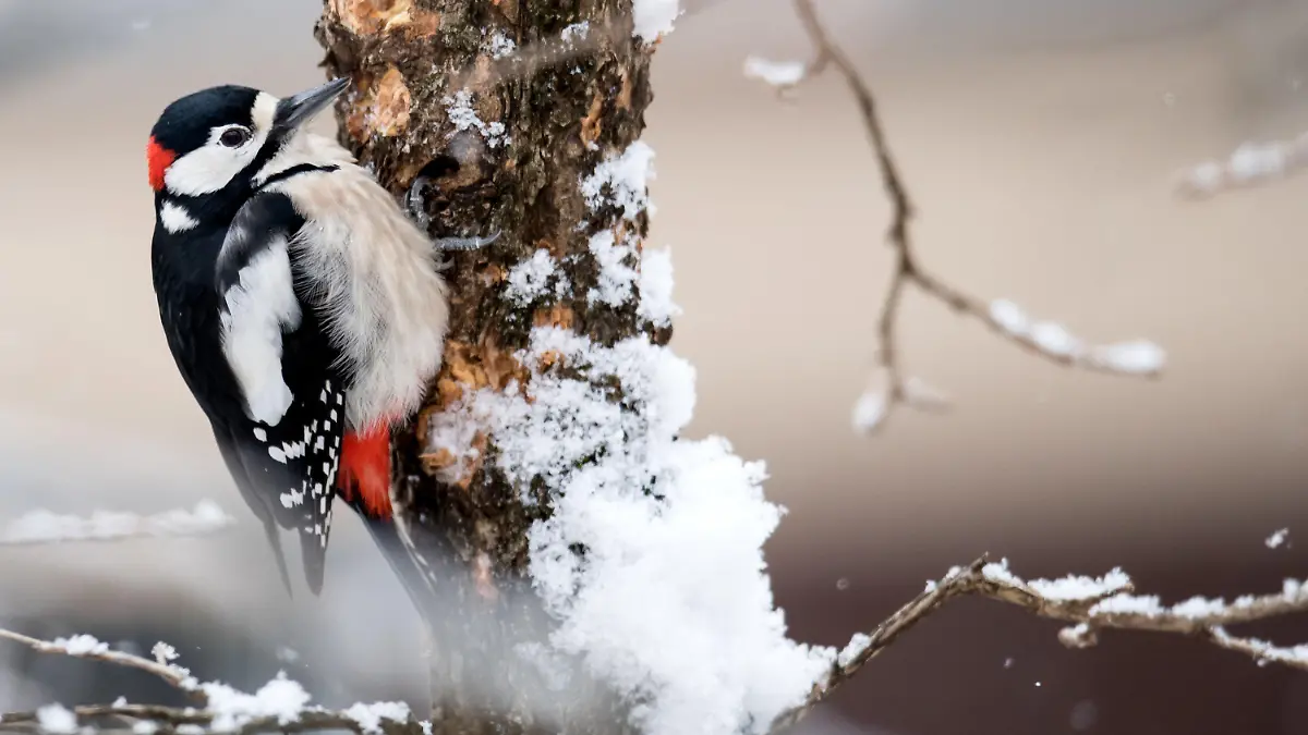 ARCHIV - 16.01.2017, Bayern, München: Ein Buntspecht sitzt auf einem schneebedeckten Haselnussbaum. Amsel, Meise oder Rotkehlchen? Vom 10. bis 12. Januar ruft der Naturschutzbund Deutschland (Nabu) zu seiner traditionellen Wintervogel-Zählung auf. An diesen Tagen können Naturfreunde eine Stunde lang beobachten, wie viele unterschiedliche Vögel an einem Standort zu sehen sind. (Zu dpa "Mitmach-Aktion: Wintervogel-Zählung vom 10. bis 12. Januar") Foto: Sven Hoppe/dpa +++ dpa-Bildfunk +++