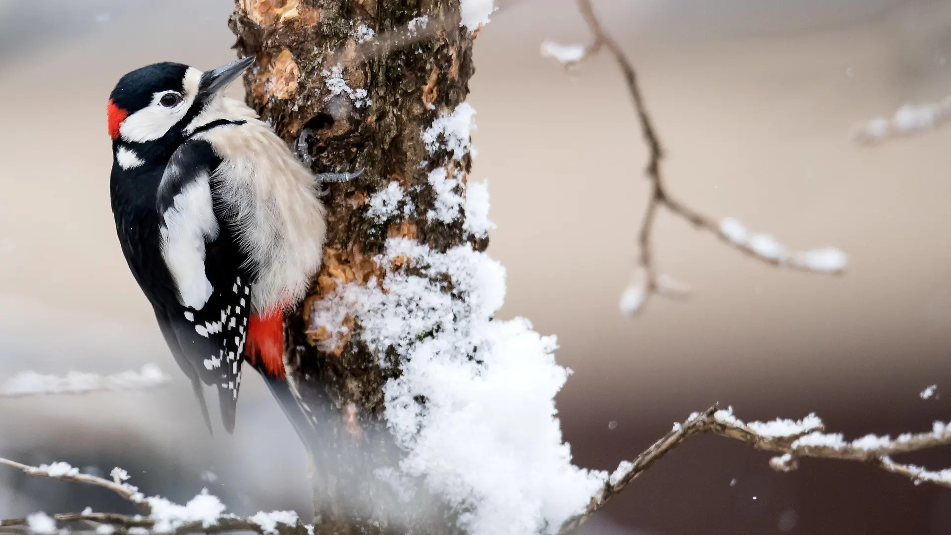 ARCHIV - 16.01.2017, Bayern, München: Ein Buntspecht sitzt auf einem schneebedeckten Haselnussbaum. Amsel, Meise oder Rotkehlchen? Vom 10. bis 12. Januar ruft der Naturschutzbund Deutschland (Nabu) zu seiner traditionellen Wintervogel-Zählung auf. An diesen Tagen können Naturfreunde eine Stunde lang beobachten, wie viele unterschiedliche Vögel an einem Standort zu sehen sind. (Zu dpa "Mitmach-Aktion: Wintervogel-Zählung vom 10. bis 12. Januar") Foto: Sven Hoppe/dpa +++ dpa-Bildfunk +++