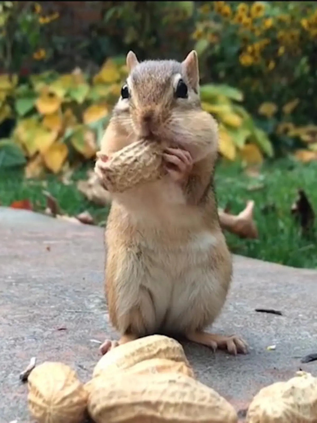 Die Finalisten für den diesjährigen "Comedy Wildlife Photography Award" stehen fest und wir haben die fünf witzigsten Tierbilder herausgesucht. Im Video zeigen wir Euch den tierischen Spaß.