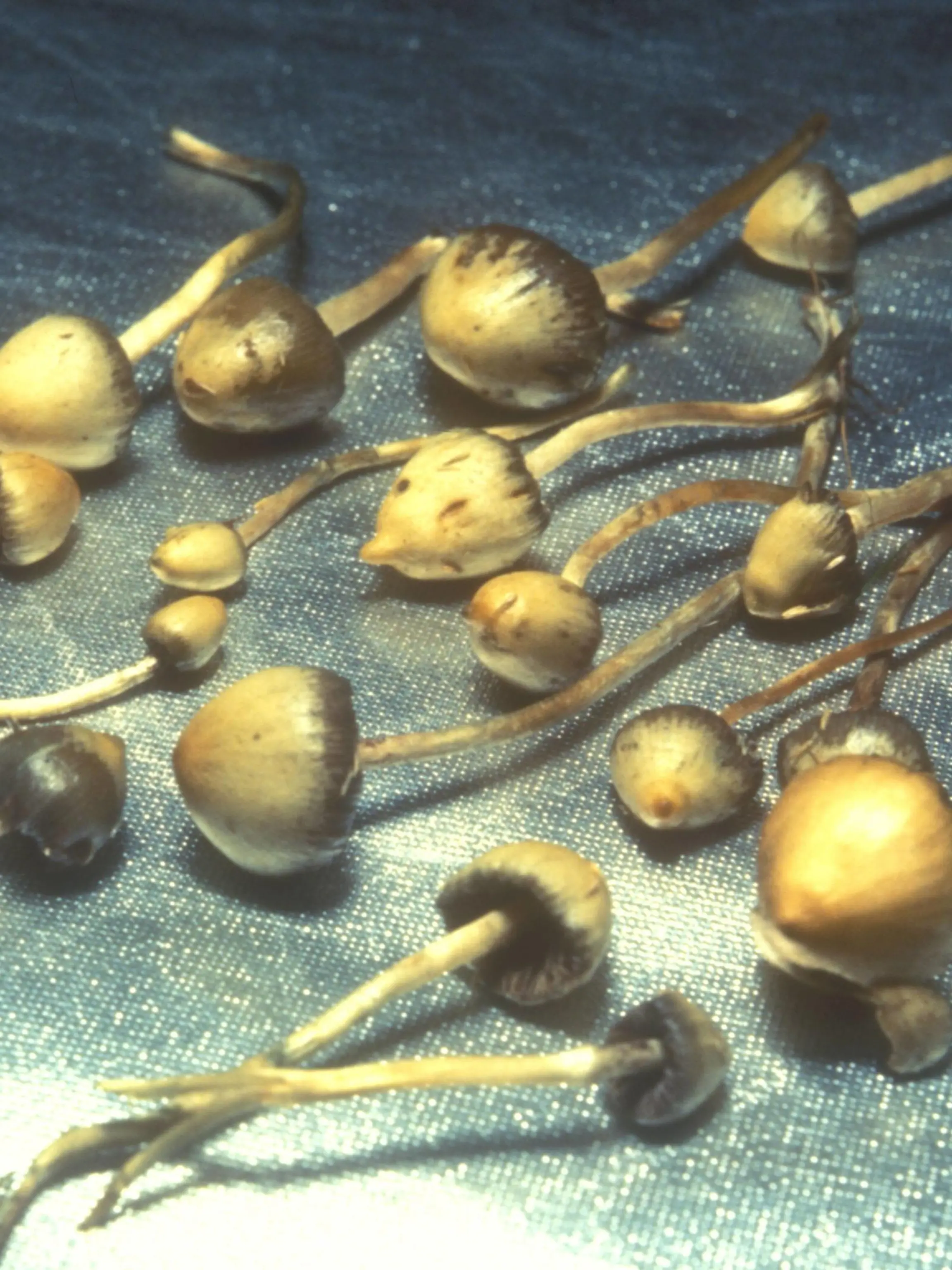 Hallucinogenic magic mushrooms on a table. UK 2002 |