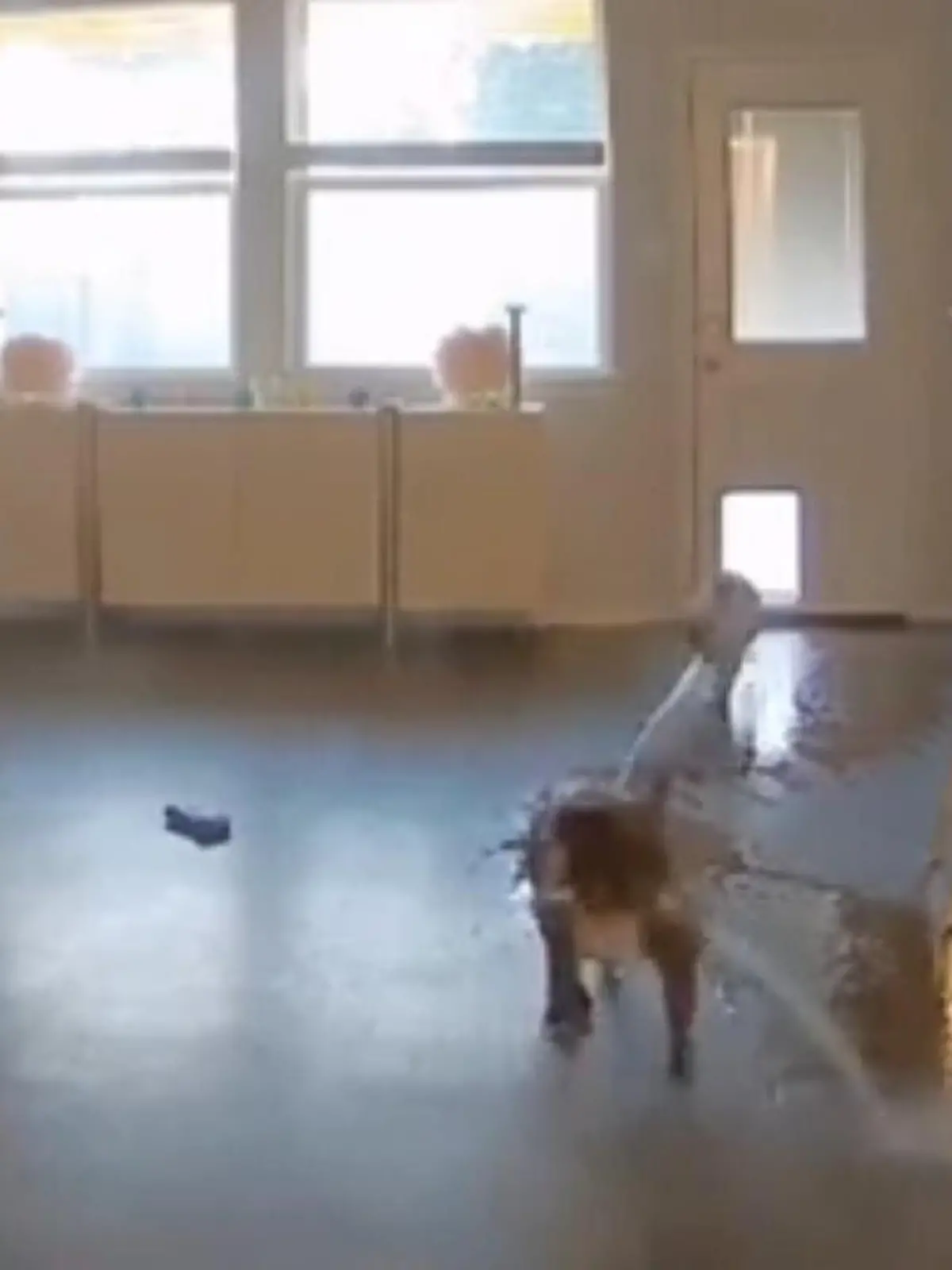 Sie können nicht genug davon bekommen: Kühles, erfrischendes Wasser! Das haben diese beiden Bulldoggen so gerne, dass sie es wortwörtlich mit ins Haus holen... Und prompt alles unter Wasser setzen.