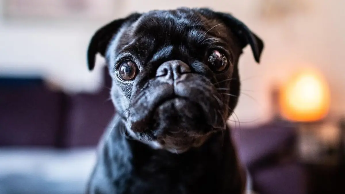 Die Mops Hündin sitzt auf einem Tisch