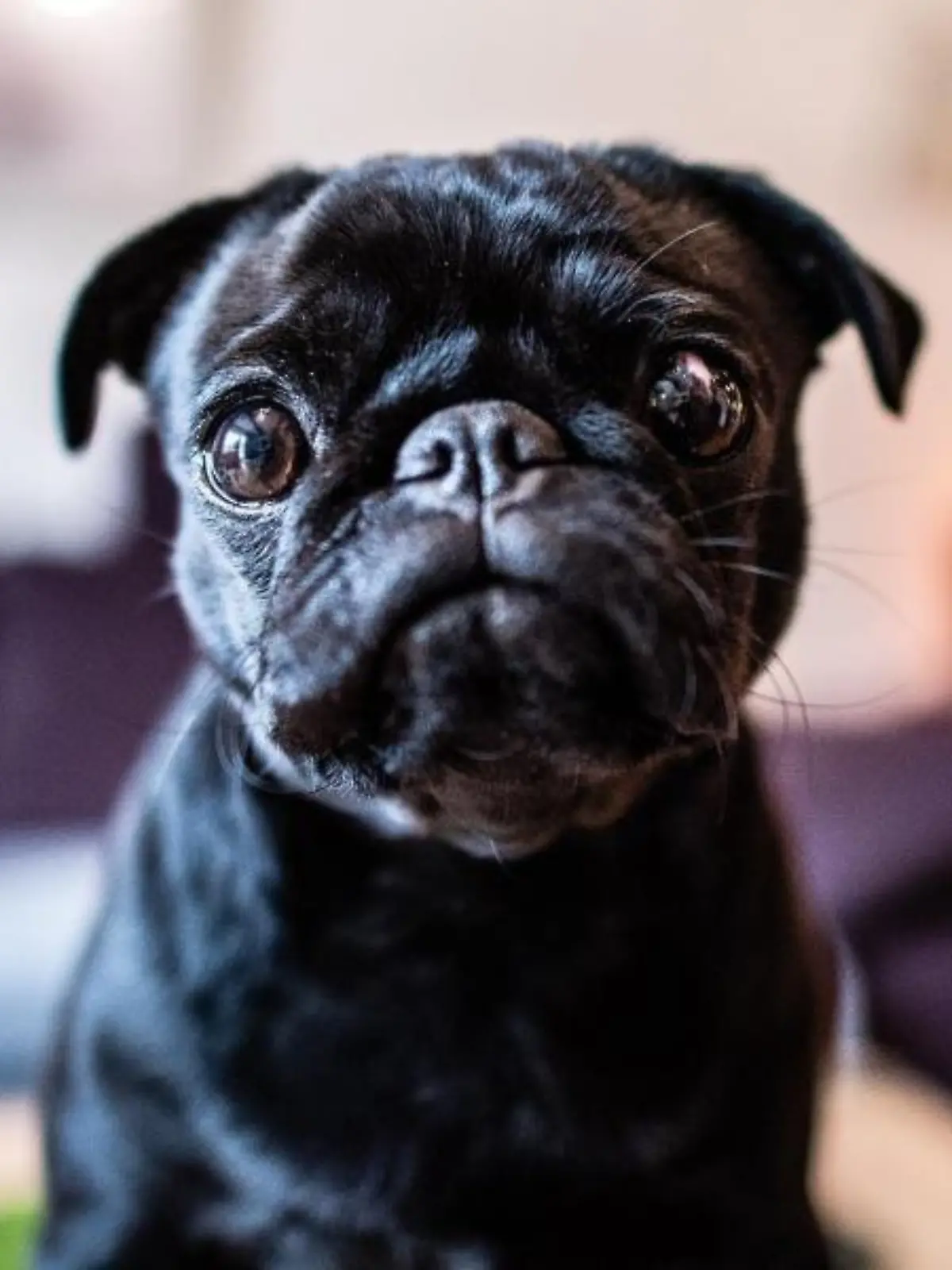 Die Mops Hündin sitzt auf einem Tisch