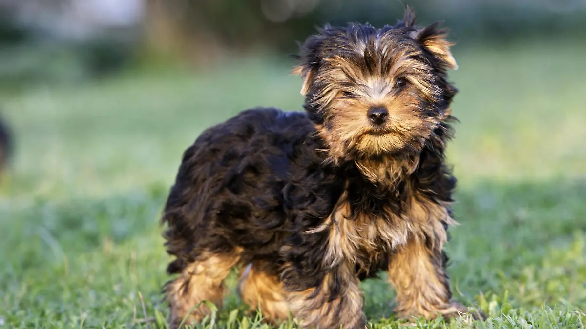 Yorkshire Terrier steht auf Rasen