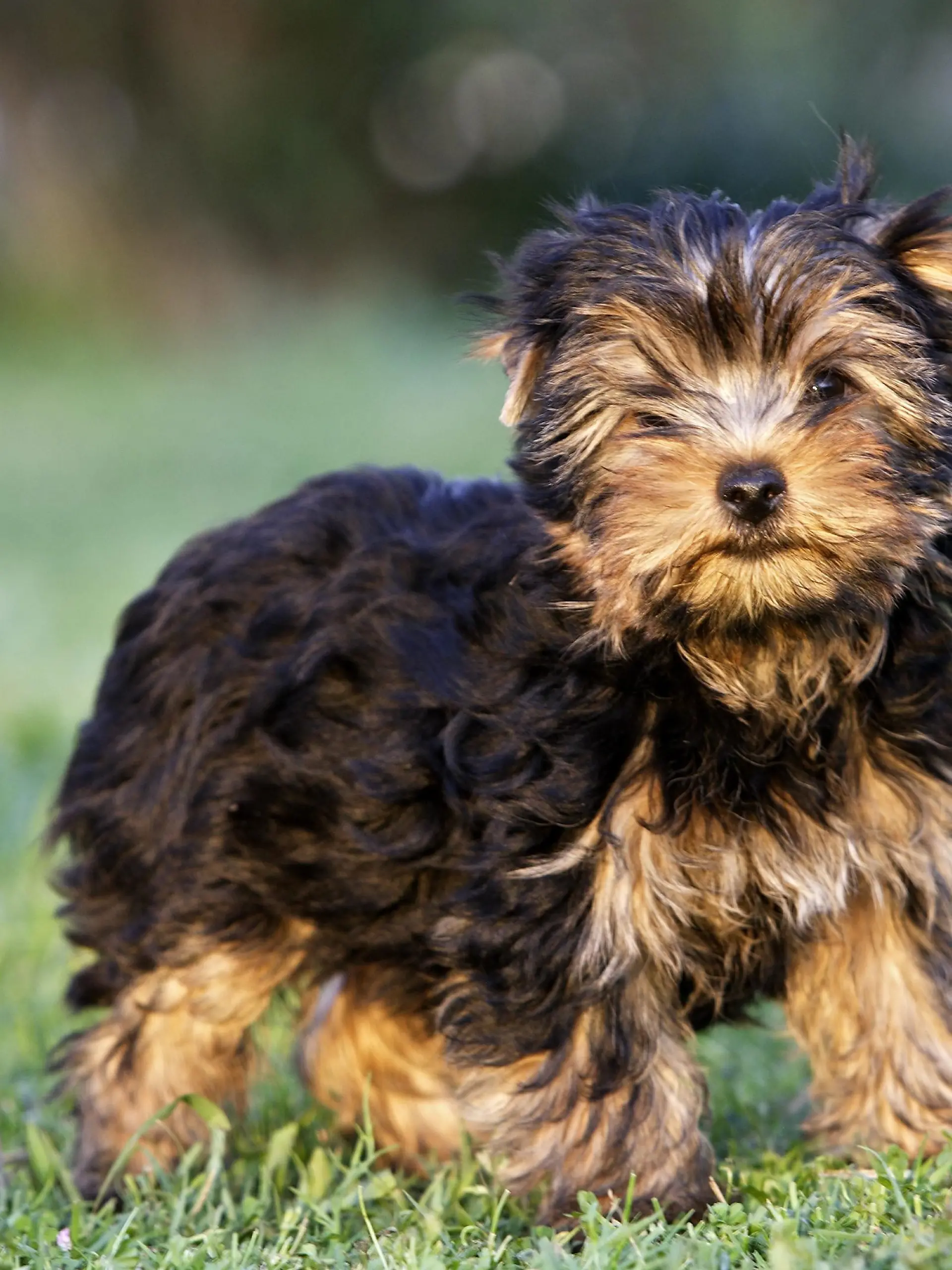 Yorkshire Terrier steht auf Rasen