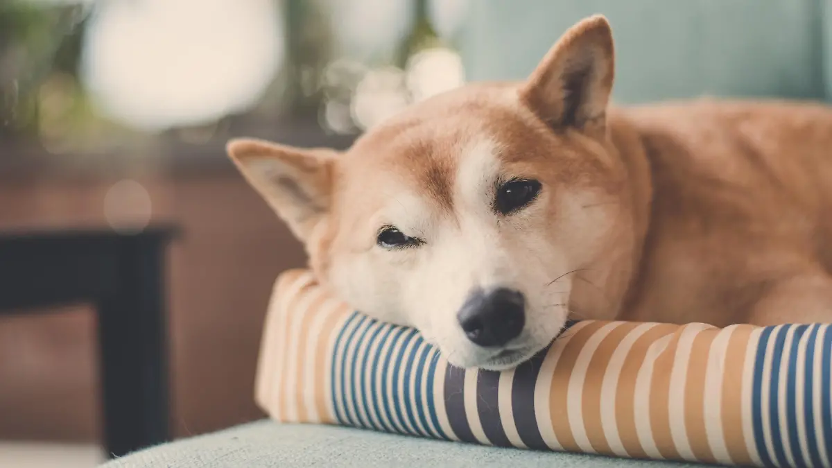 Hund im Körbchen