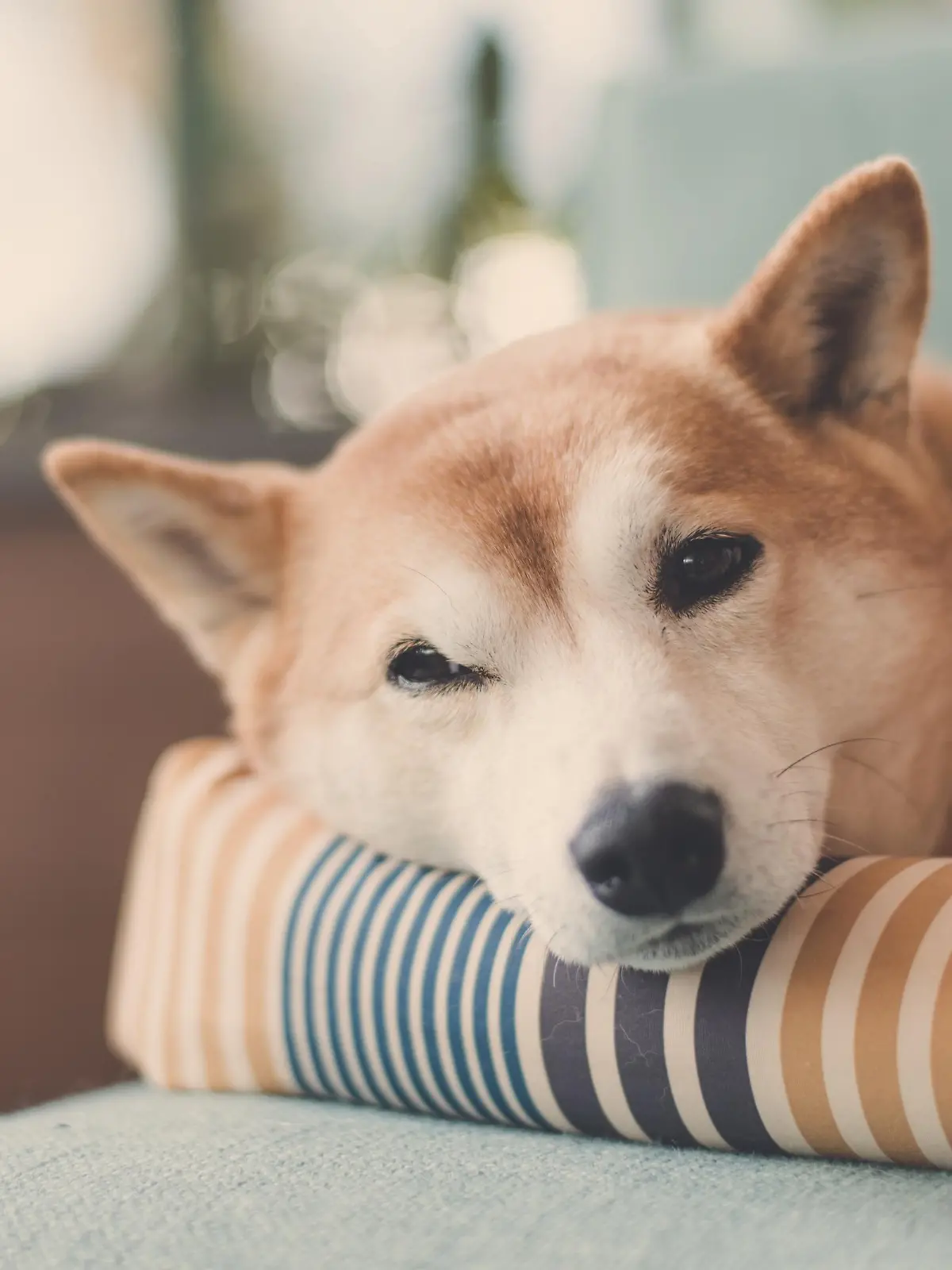 Hund im Körbchen