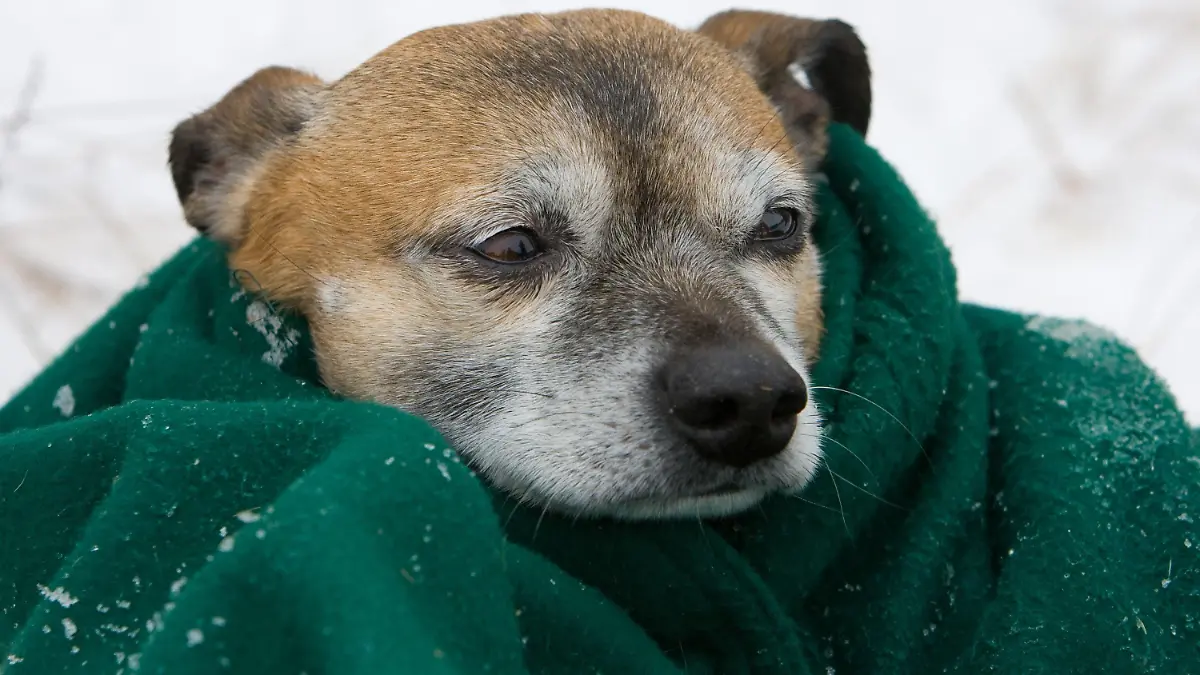 Hundekalt - ist es zum Wochenende in Berlin  und Brandenburg mit Temperaturen um den Gefriepunkt nicht mehr. Aber in der Nacht zum Sonntag (11.01.2009) können die Werte bis auf minus 13 Grad Celsius absinken. Gut eingepackt, wie dieser kleine Hund bei einem Taucherfest bei Frankfurt (Oder), kann das freundliche Winterwetter beim Spaziergang genossen werden.  Foto: Patrick Pleul dpa/lbn +++(c) dpa - Bildfunk+++