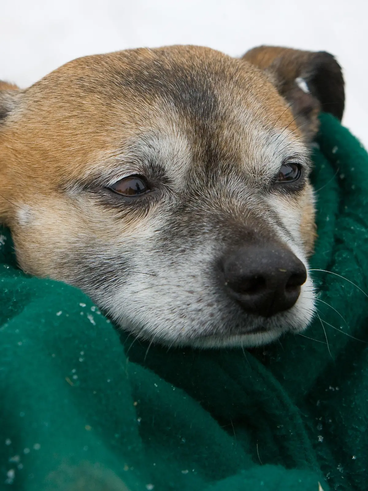 Hundekalt - ist es zum Wochenende in Berlin  und Brandenburg mit Temperaturen um den Gefriepunkt nicht mehr. Aber in der Nacht zum Sonntag (11.01.2009) können die Werte bis auf minus 13 Grad Celsius absinken. Gut eingepackt, wie dieser kleine Hund bei einem Taucherfest bei Frankfurt (Oder), kann das freundliche Winterwetter beim Spaziergang genossen werden.  Foto: Patrick Pleul dpa/lbn +++(c) dpa - Bildfunk+++