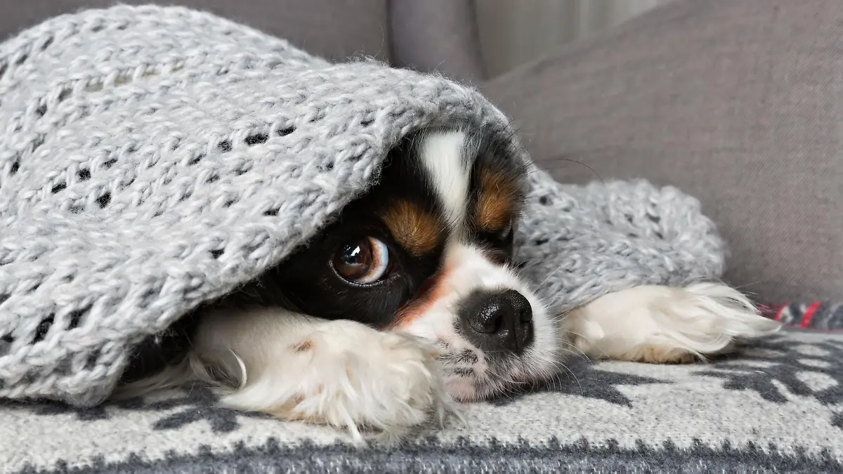 cute dog under the warm grey blanket
