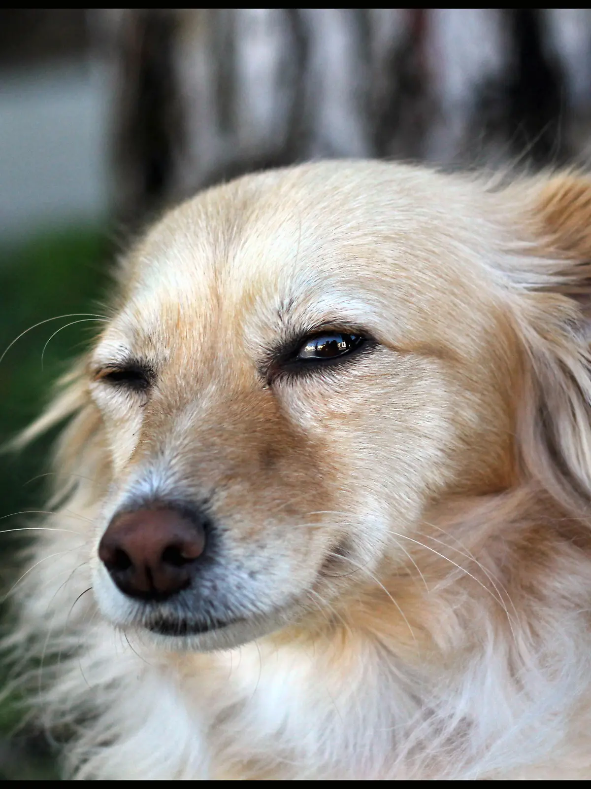 Hund zwinkert