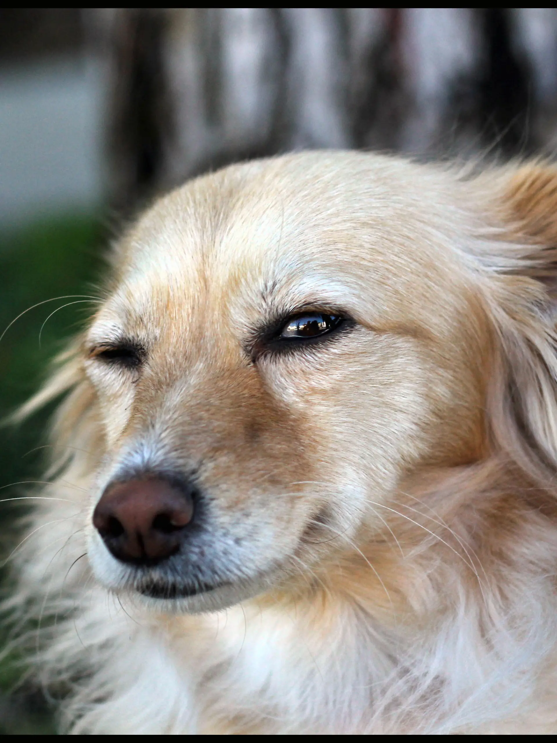 Hund zwinkert