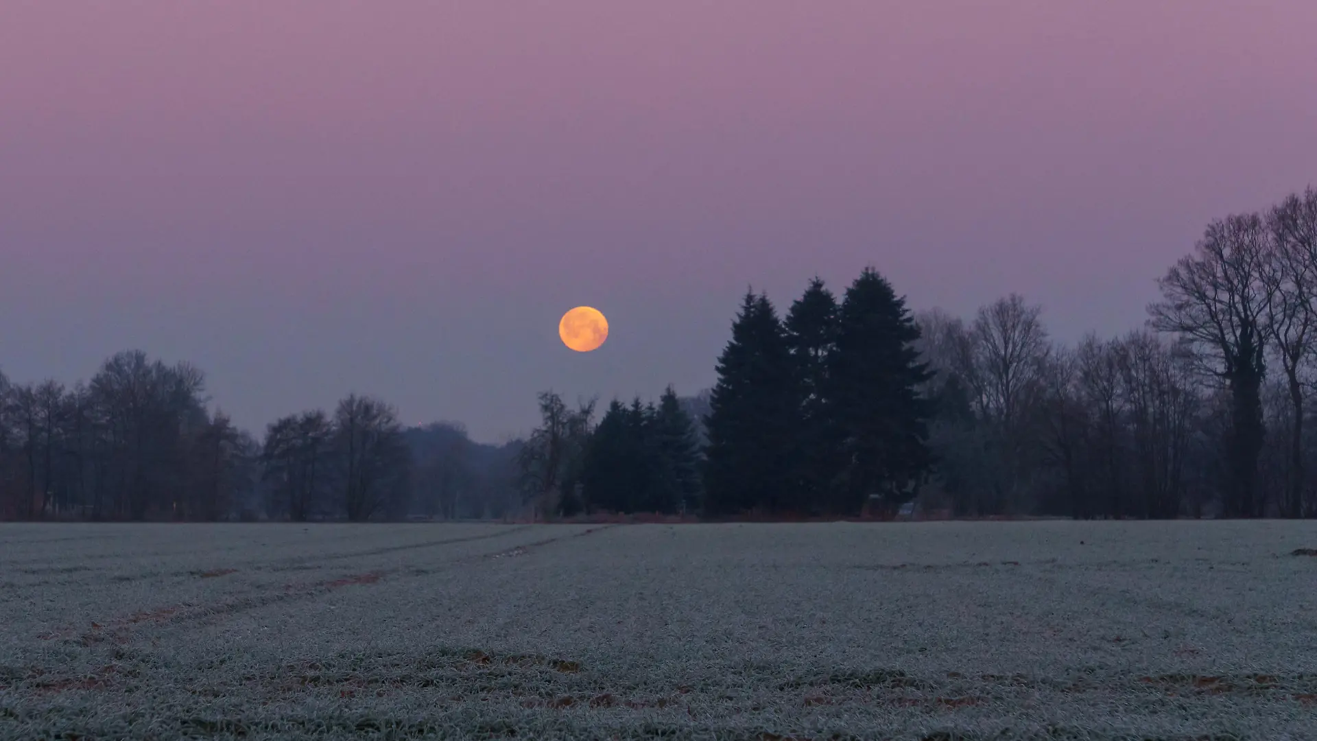 beautiful full moon sets over cold field with hoarfrost on a pink morning sky, Muensterland, Germany