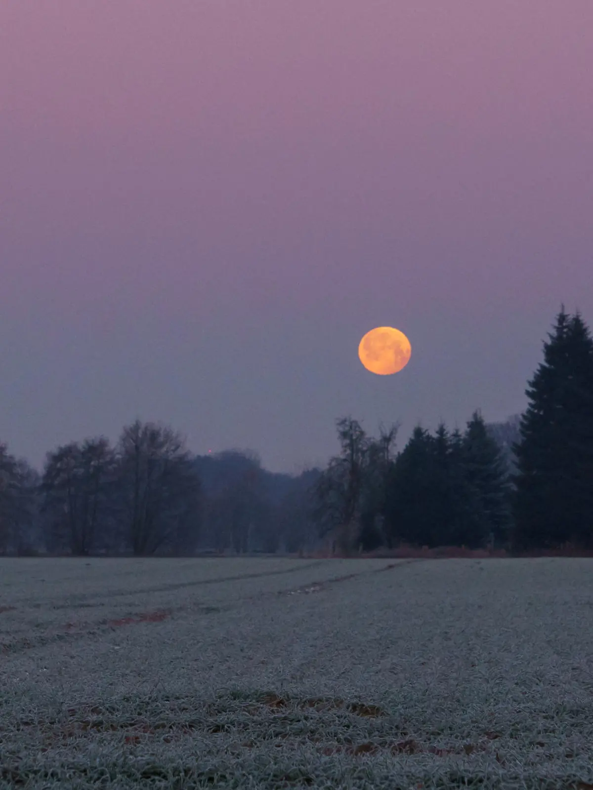 beautiful full moon sets over cold field with hoarfrost on a pink morning sky, Muensterland, Germany