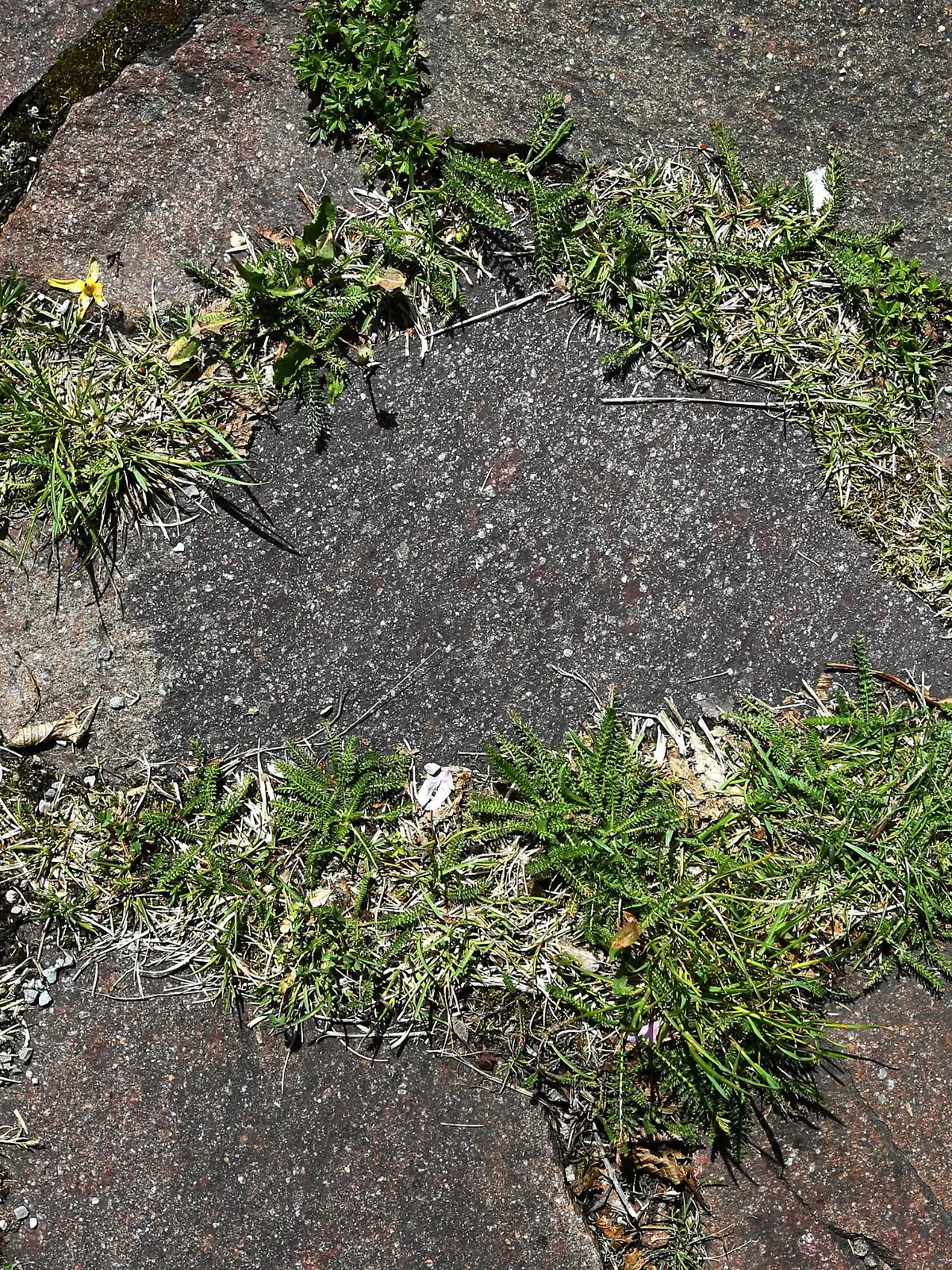 Unkraut zwischen Steinplatten