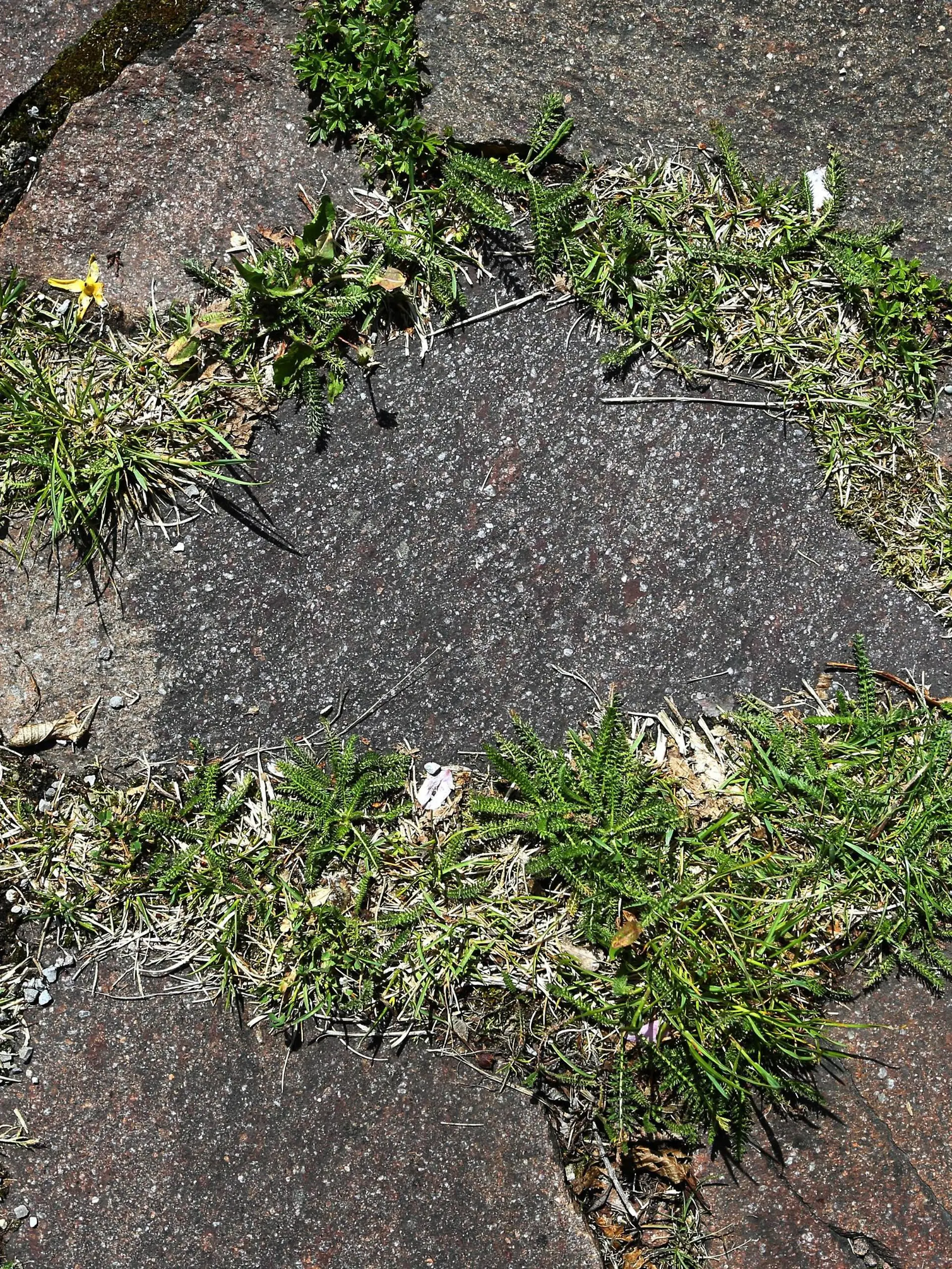 Unkraut zwischen Steinplatten