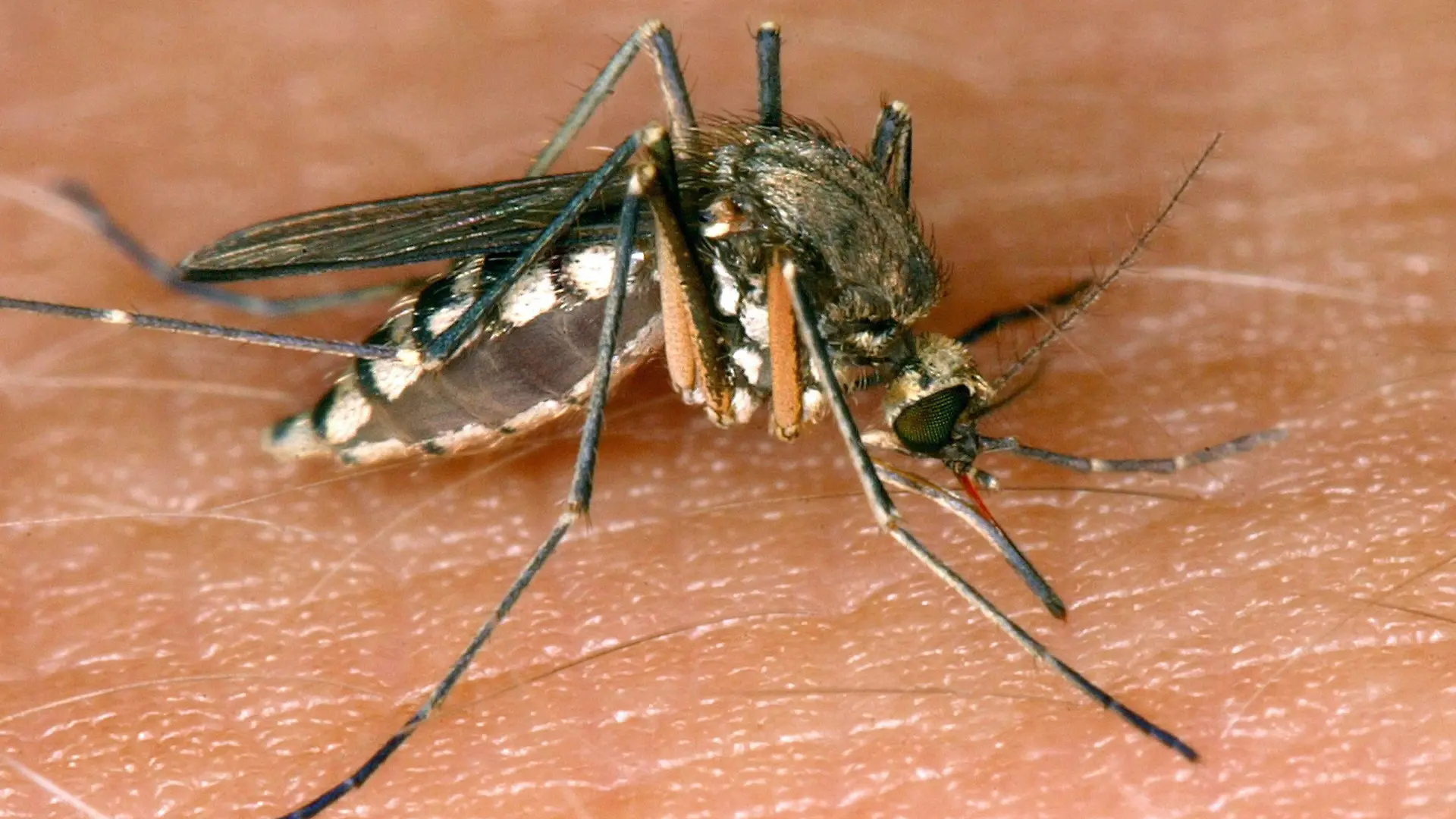 ARCHIV - 30.08.2002, Sachsen-Anhalt, Magdeburg: Eine Mücke saugt Blut aus der Haut. In Deutschland wurde in dieser Mückensaison der erste Wildvogel mit einer West-Nil-Infektion entdeckt. Das West-Nil-Virus ist ein aus Afrika stammender Erreger, der durch Zugvögel auch nach Europa verbreitet wird. Hauptsächlich wird das Virus von Stechmücken zwischen wildlebenden Vögeln übertragen. (zu dpa: West-Nil-Virus bei Vogel in Deutschland entdeckt) Foto: Andreas Lander/dpa-Zentralbild/dpa +++ dpa-Bildfunk +++